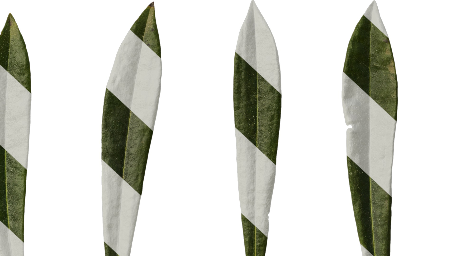 Rhododendron lapponicum Low-poly 3D model_148