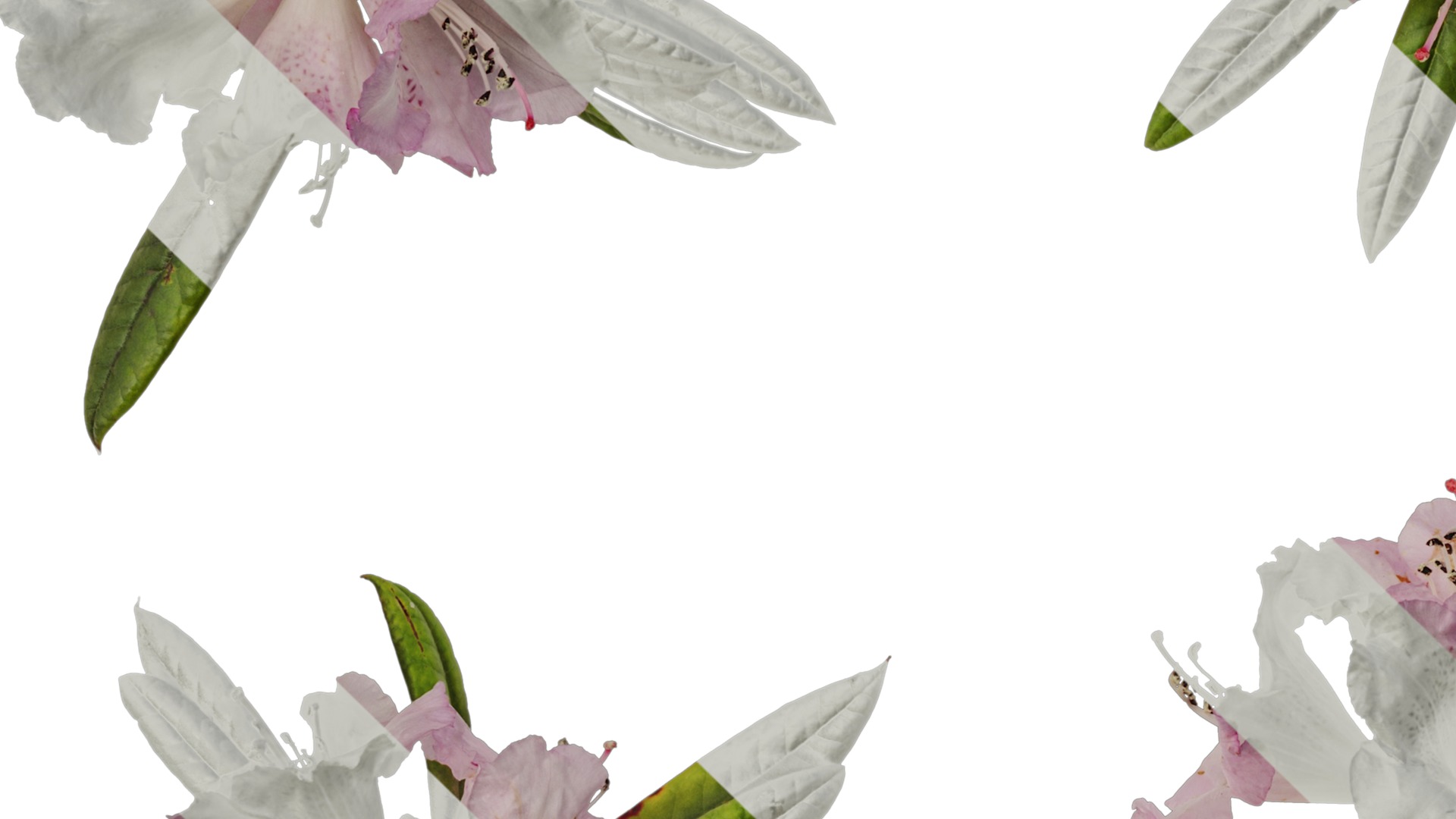 Rhododendron lapponicum Low-poly 3D model_93