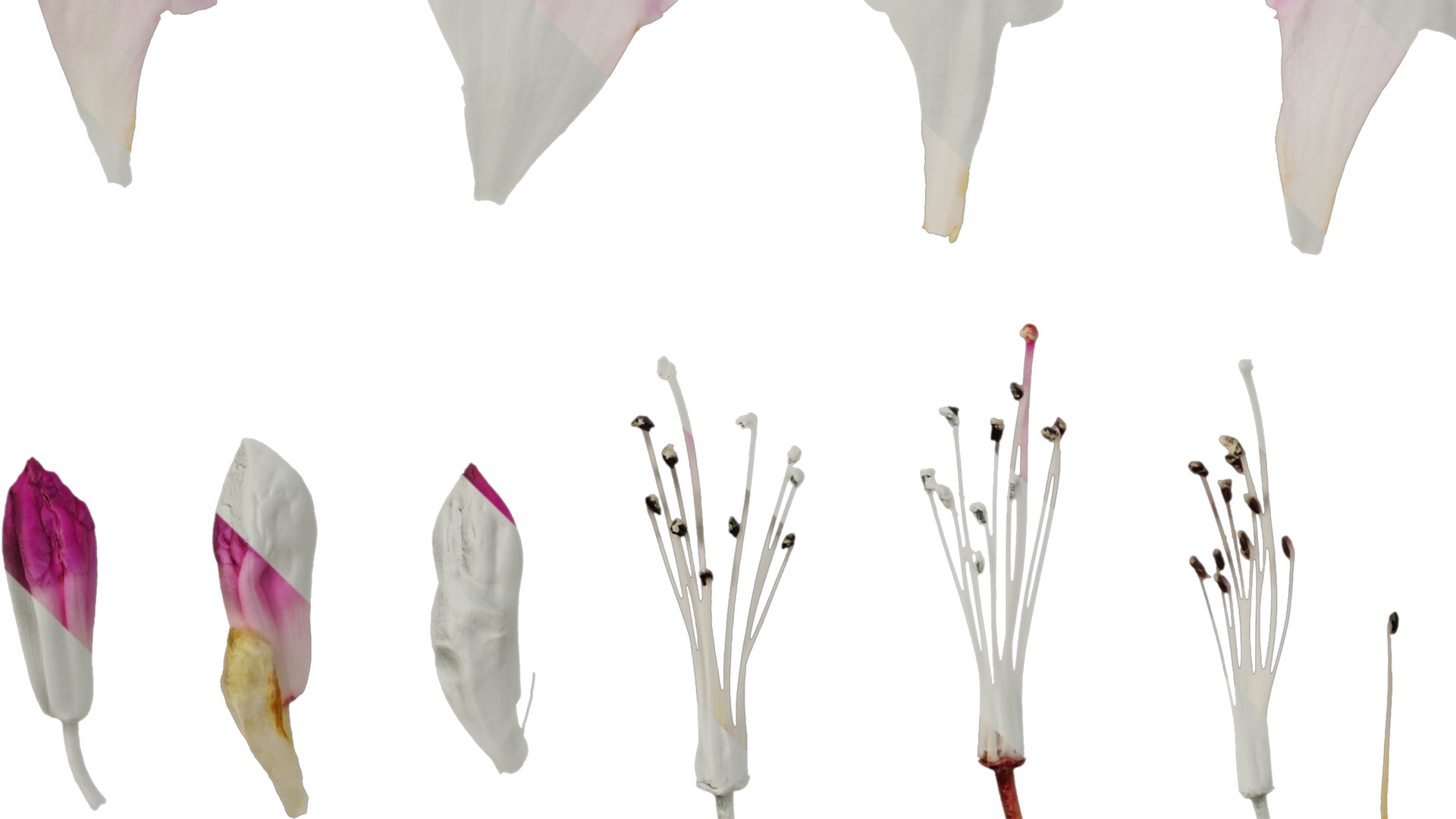 Rhododendron lapponicum Low-poly 3D model_110