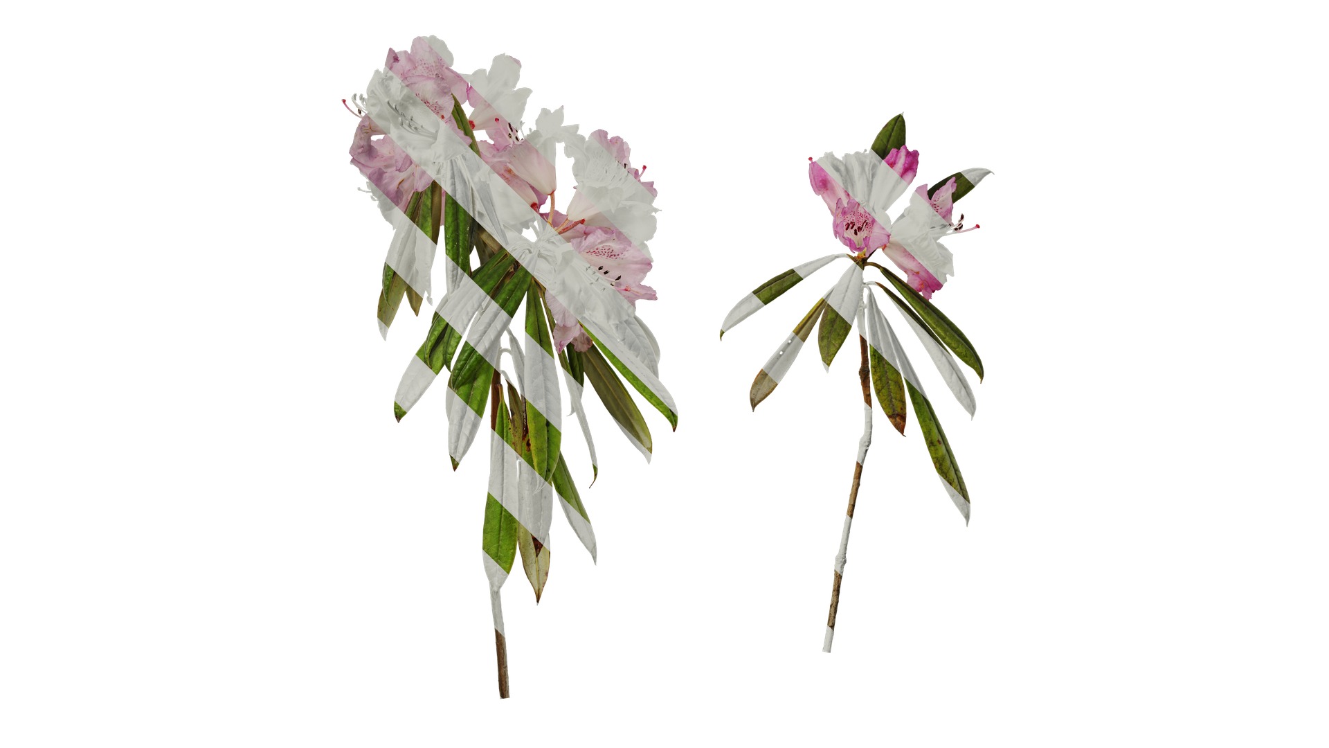 Rhododendron lapponicum Low-poly 3D model_54
