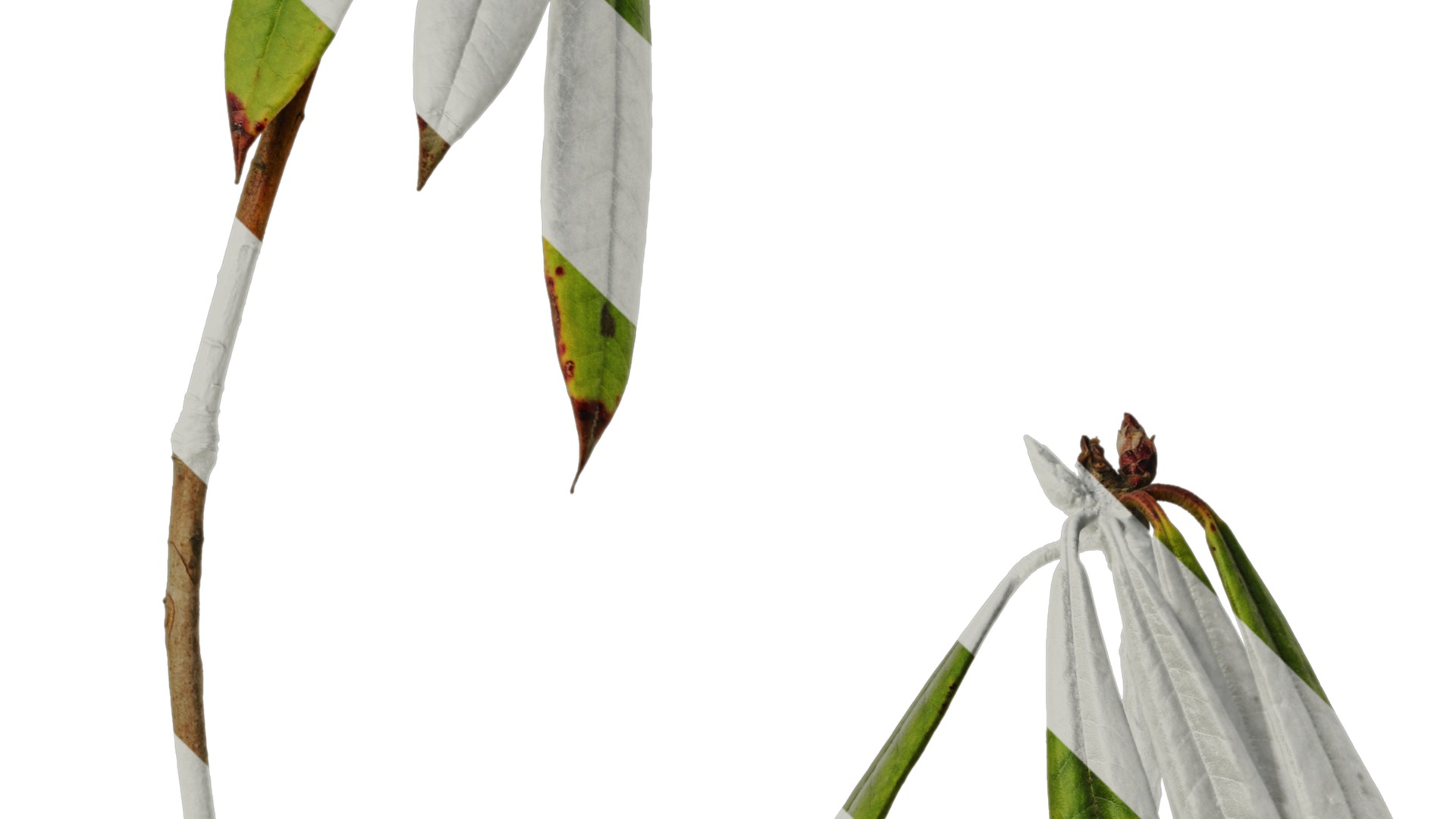 Rhododendron lapponicum Low-poly 3D model_77