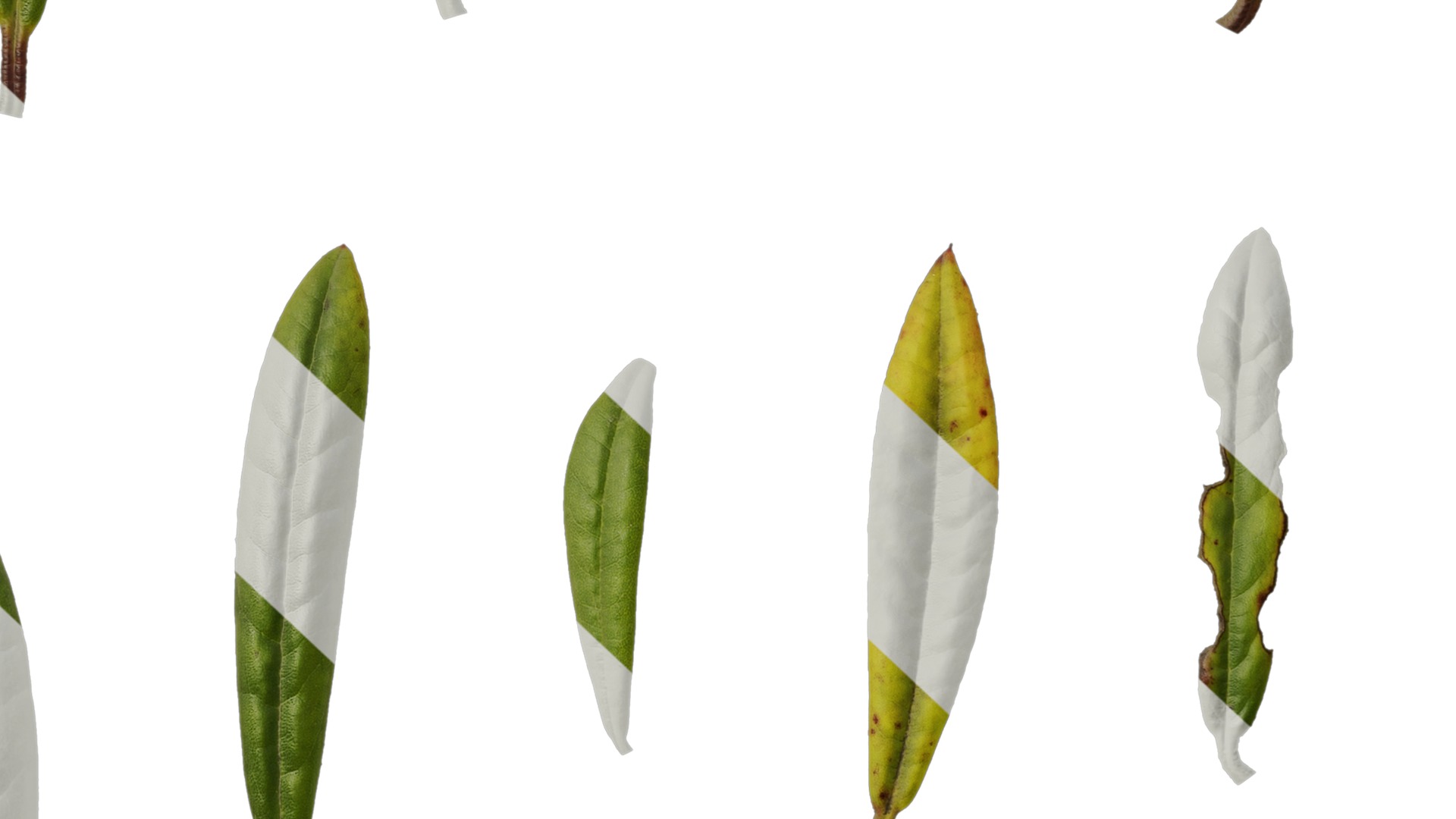 Rhododendron lapponicum Low-poly 3D model_130