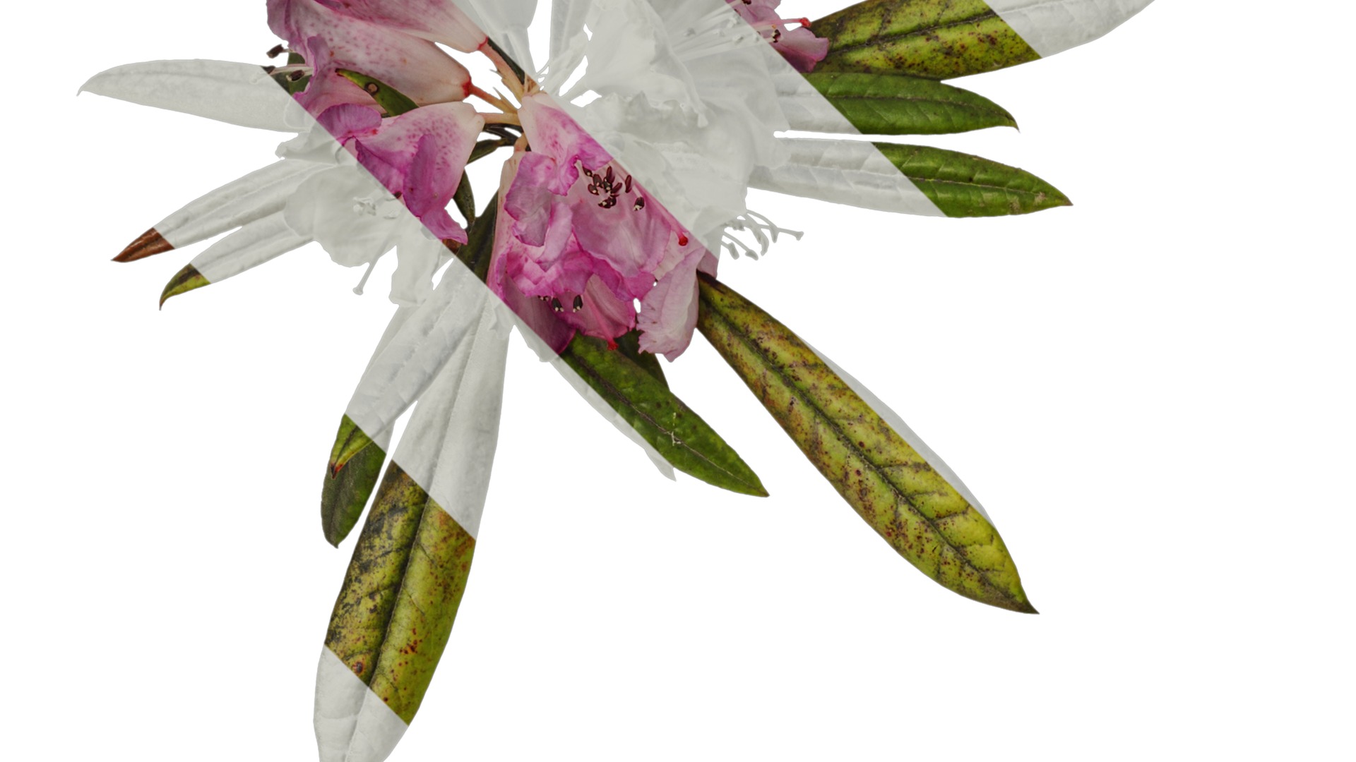 Rhododendron lapponicum Low-poly 3D model_82