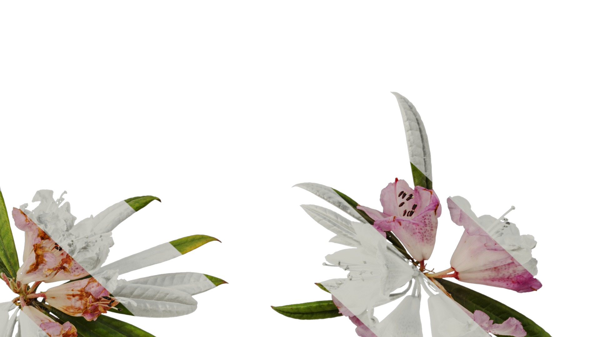 Rhododendron lapponicum Low-poly 3D model_84