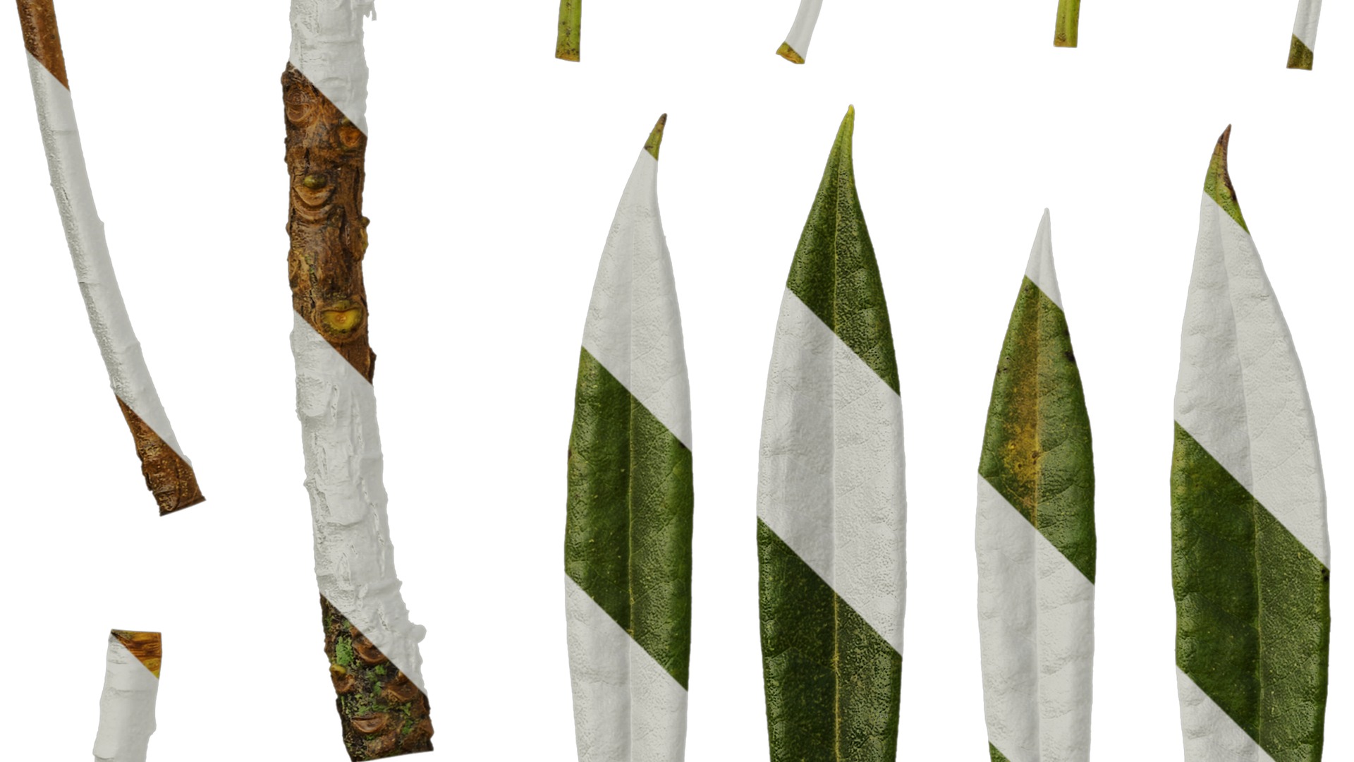 Rhododendron lapponicum Low-poly 3D model_136