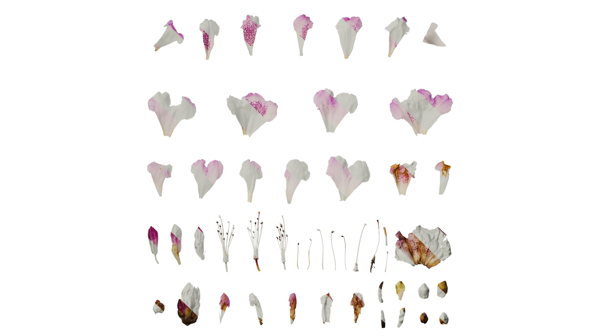 Rhododendron lapponicum Low-poly 3D model_106