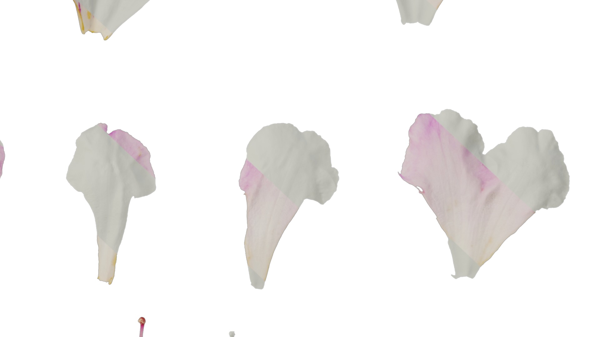 Rhododendron lapponicum Low-poly 3D model_112