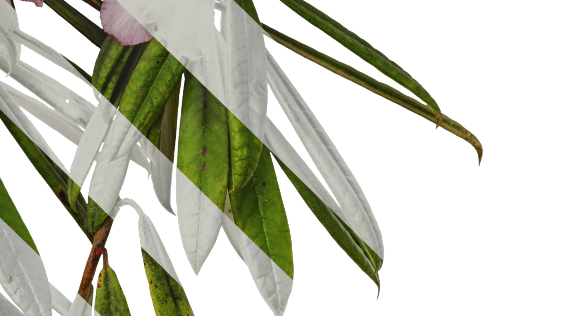 Rhododendron lapponicum Low-poly 3D model_51