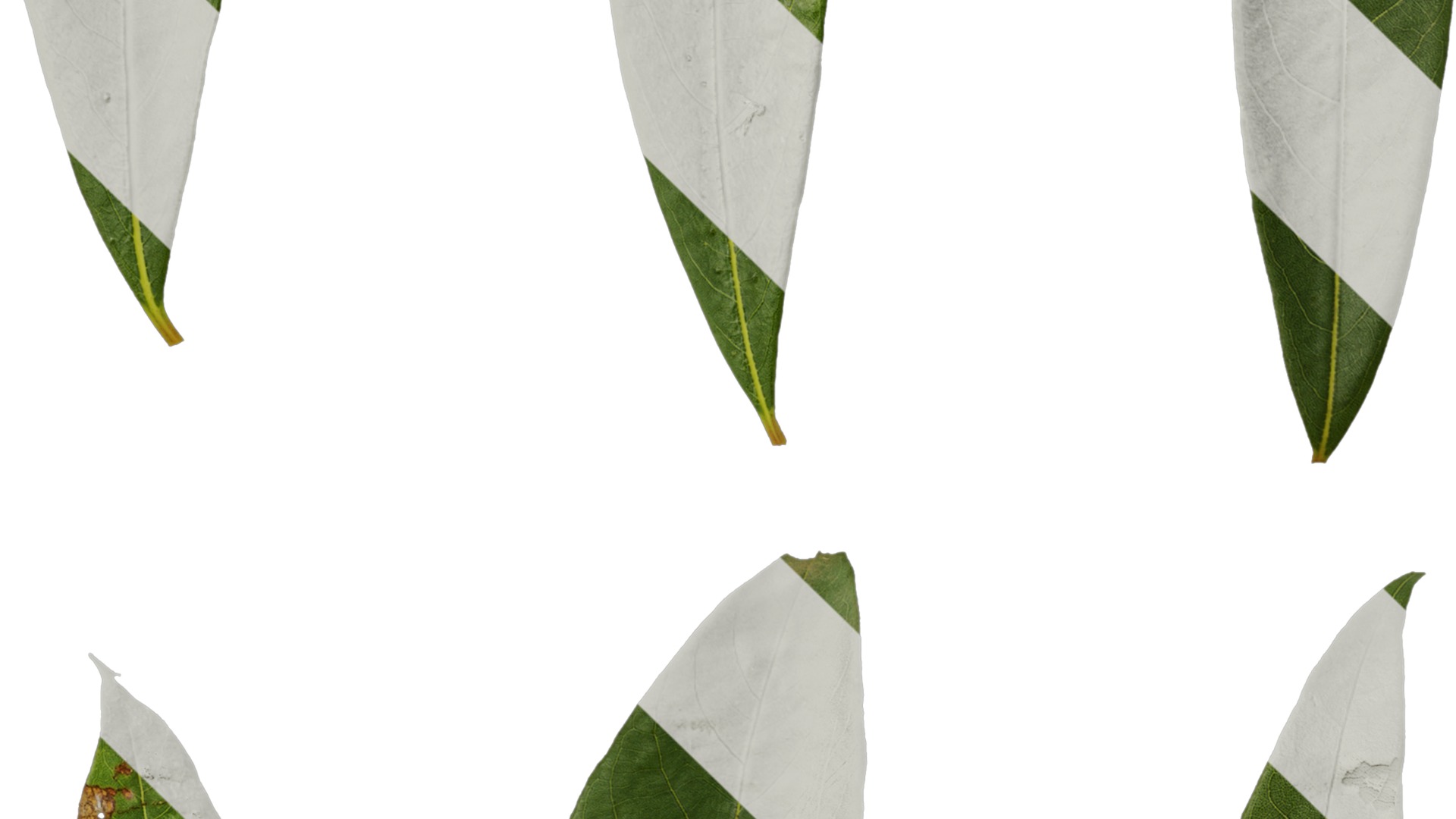 Rhododendron lapponicum Low-poly 3D model_122