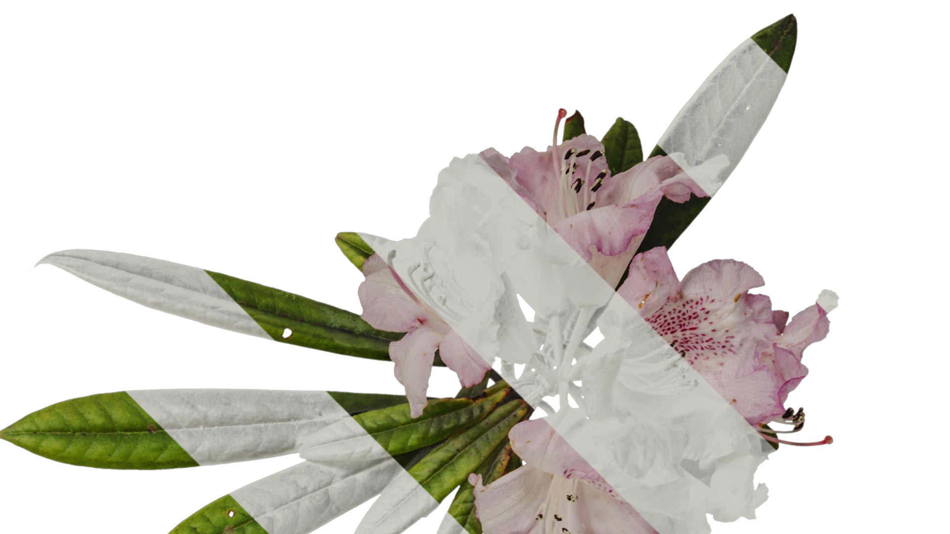 Rhododendron lapponicum Low-poly 3D model_81