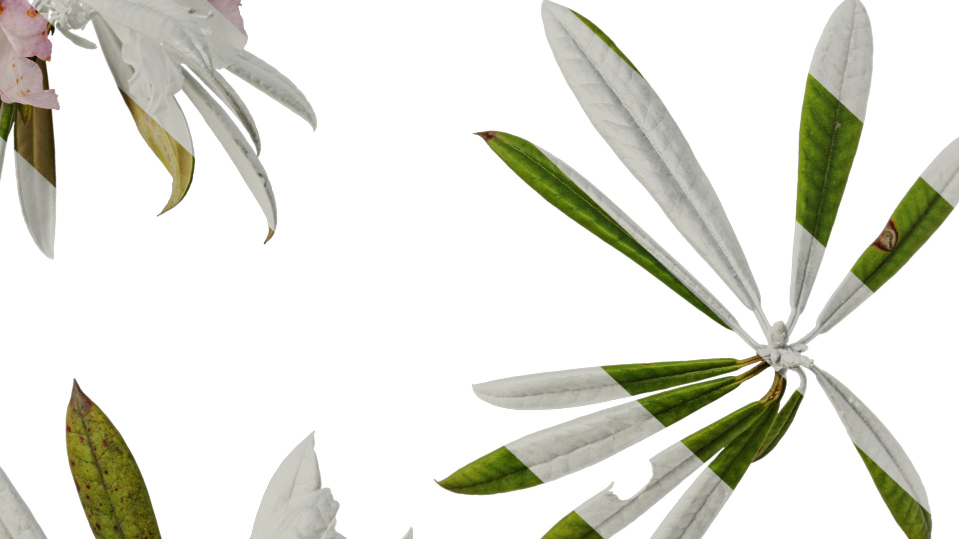 Rhododendron lapponicum Low-poly 3D model_96