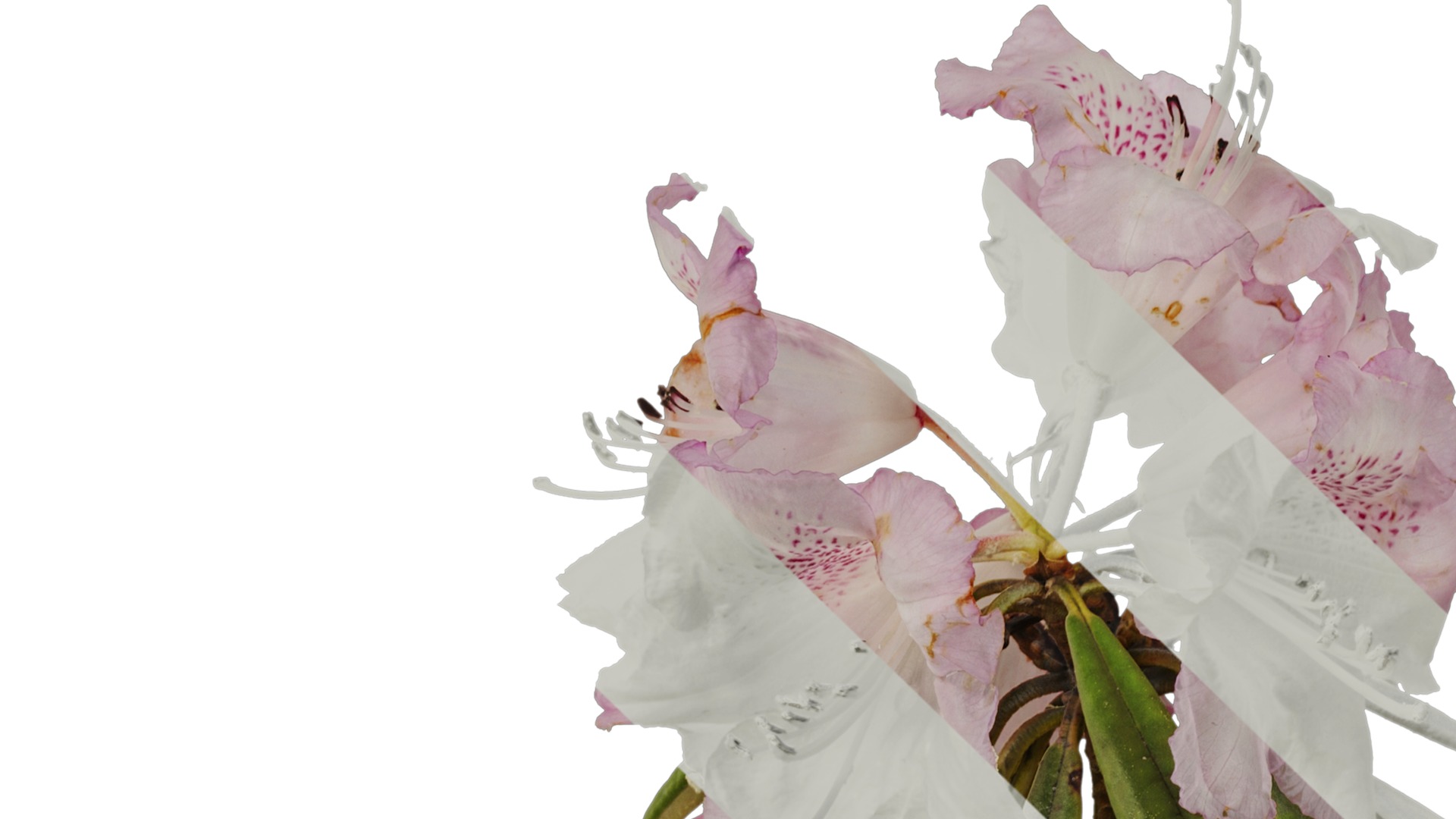 Rhododendron lapponicum Low-poly 3D model_16