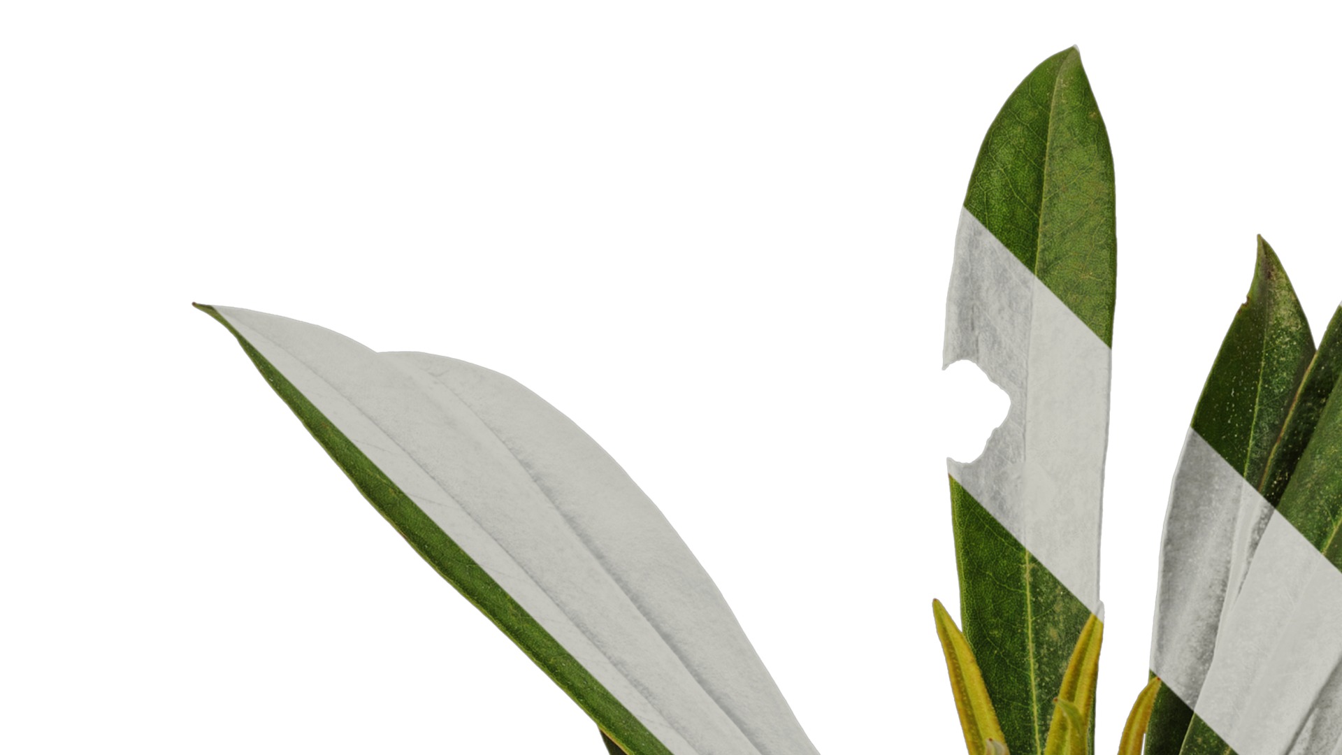 Rhododendron lapponicum Low-poly 3D model_99