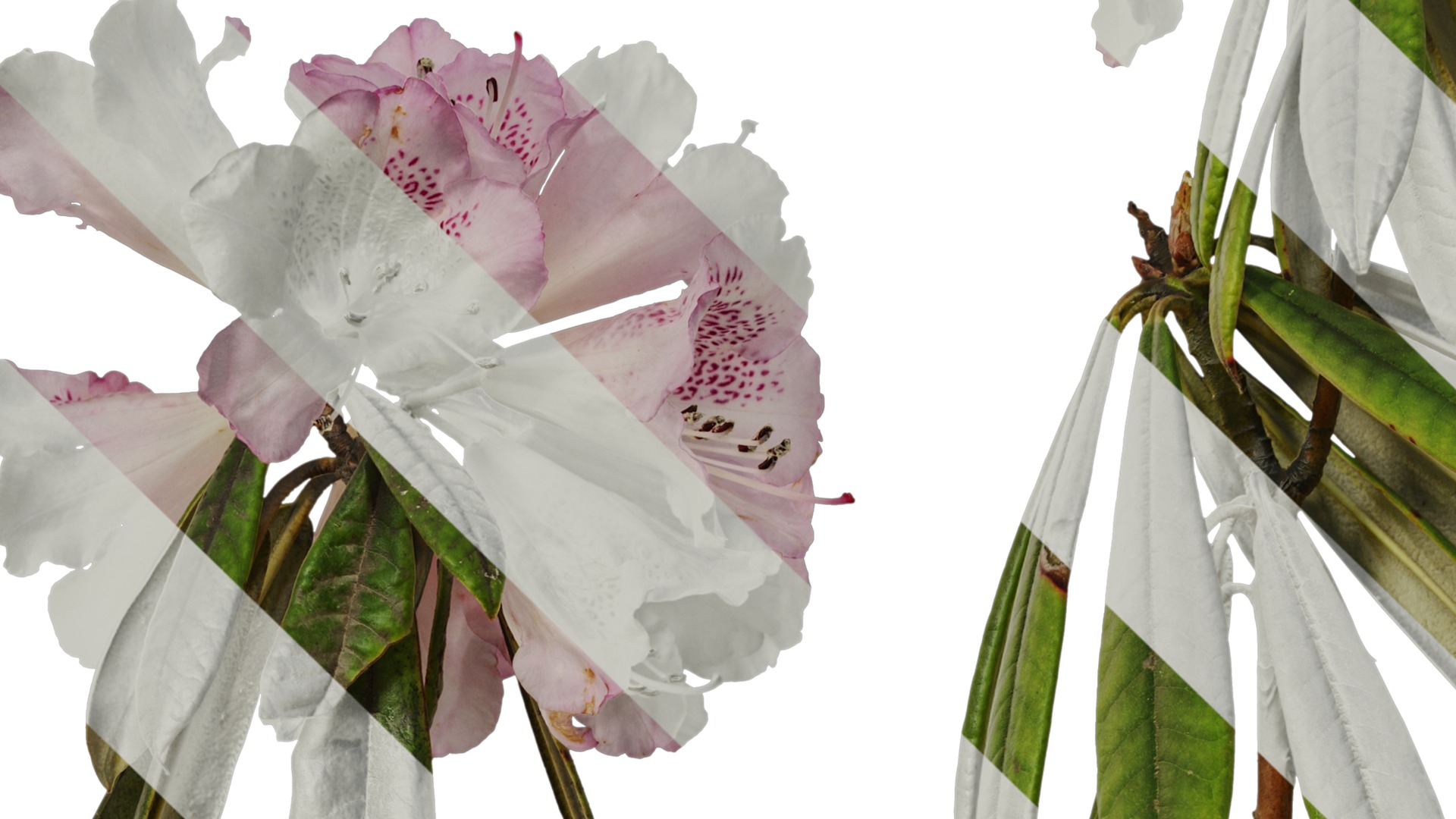 Rhododendron lapponicum Low-poly 3D model_62