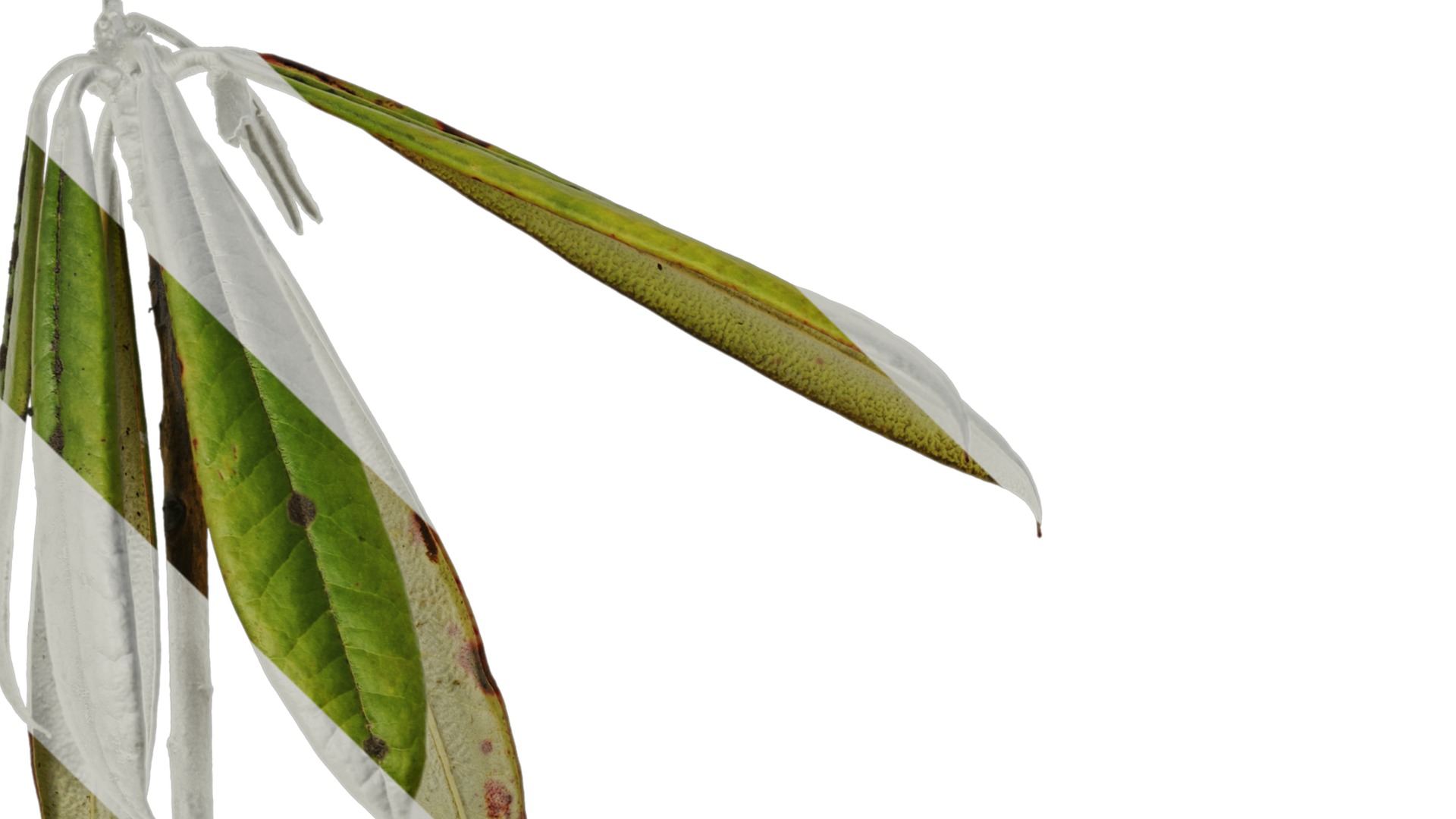 Rhododendron lapponicum Low-poly 3D model_75