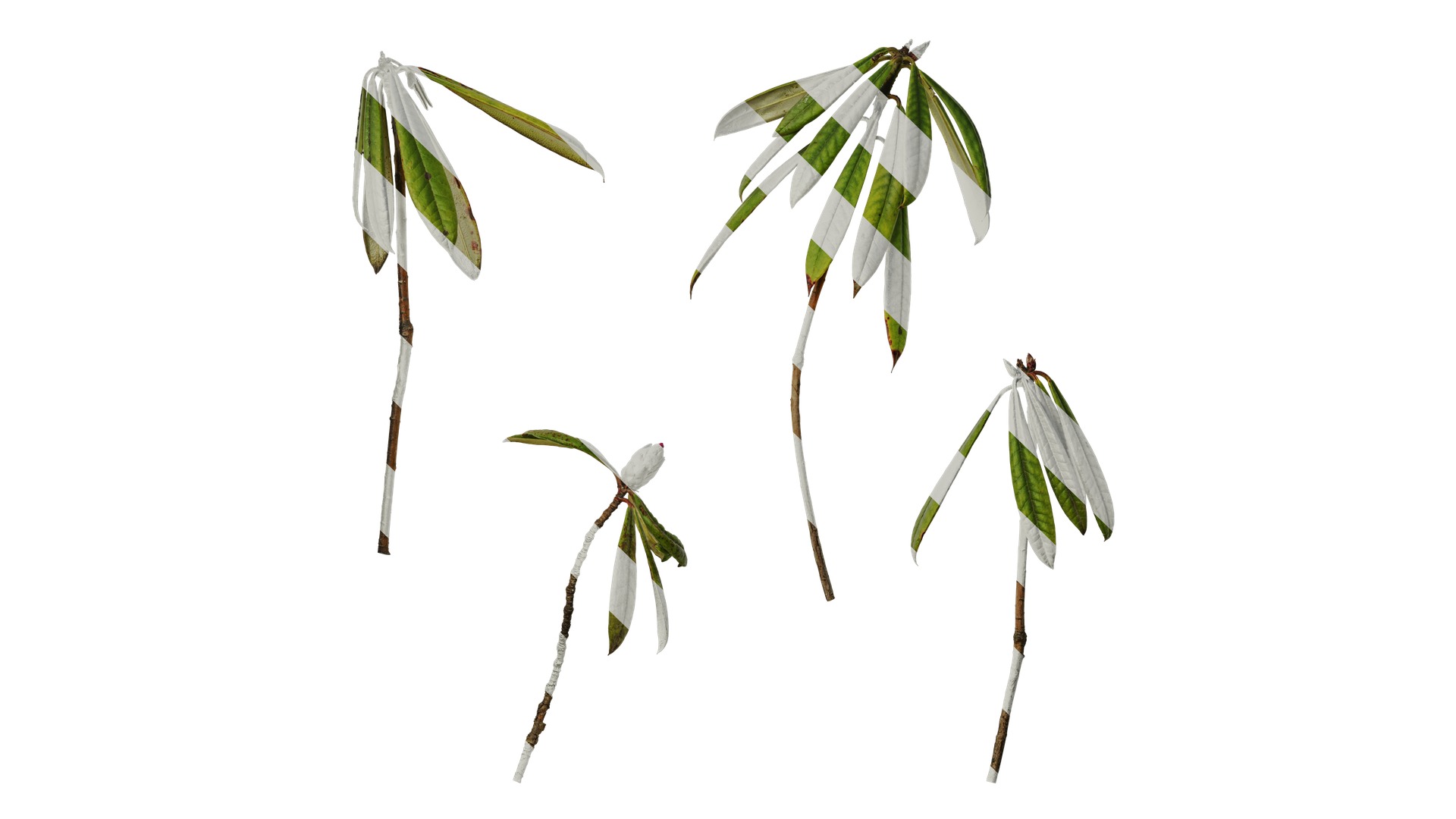 Rhododendron lapponicum Low-poly 3D model_74