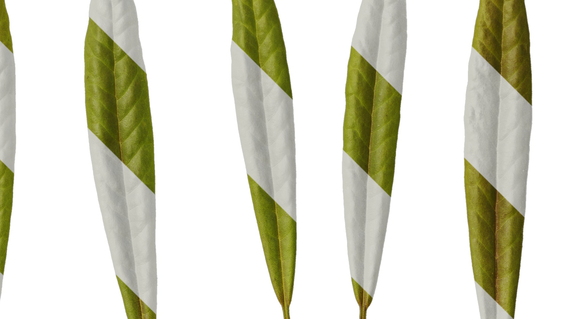 Rhododendron lapponicum Low-poly 3D model_140