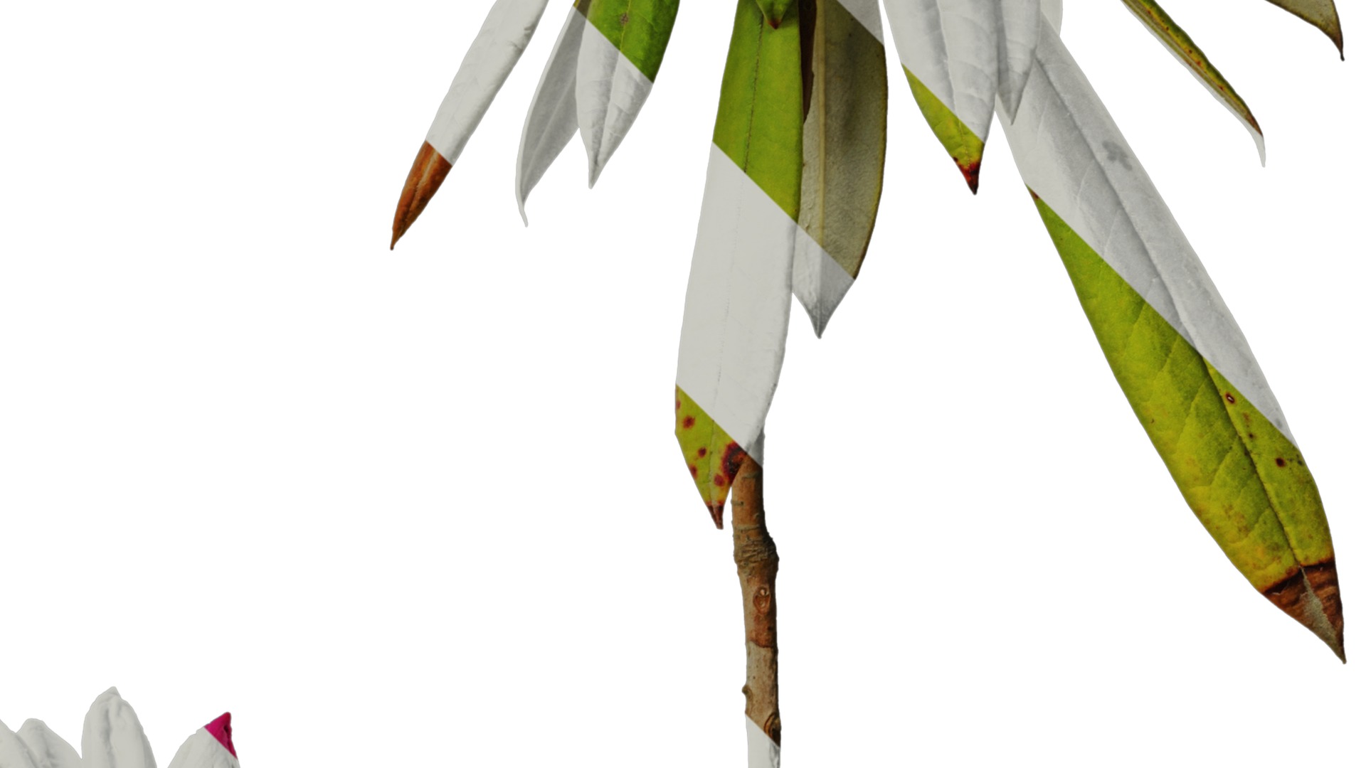 Rhododendron lapponicum Low-poly 3D model_24