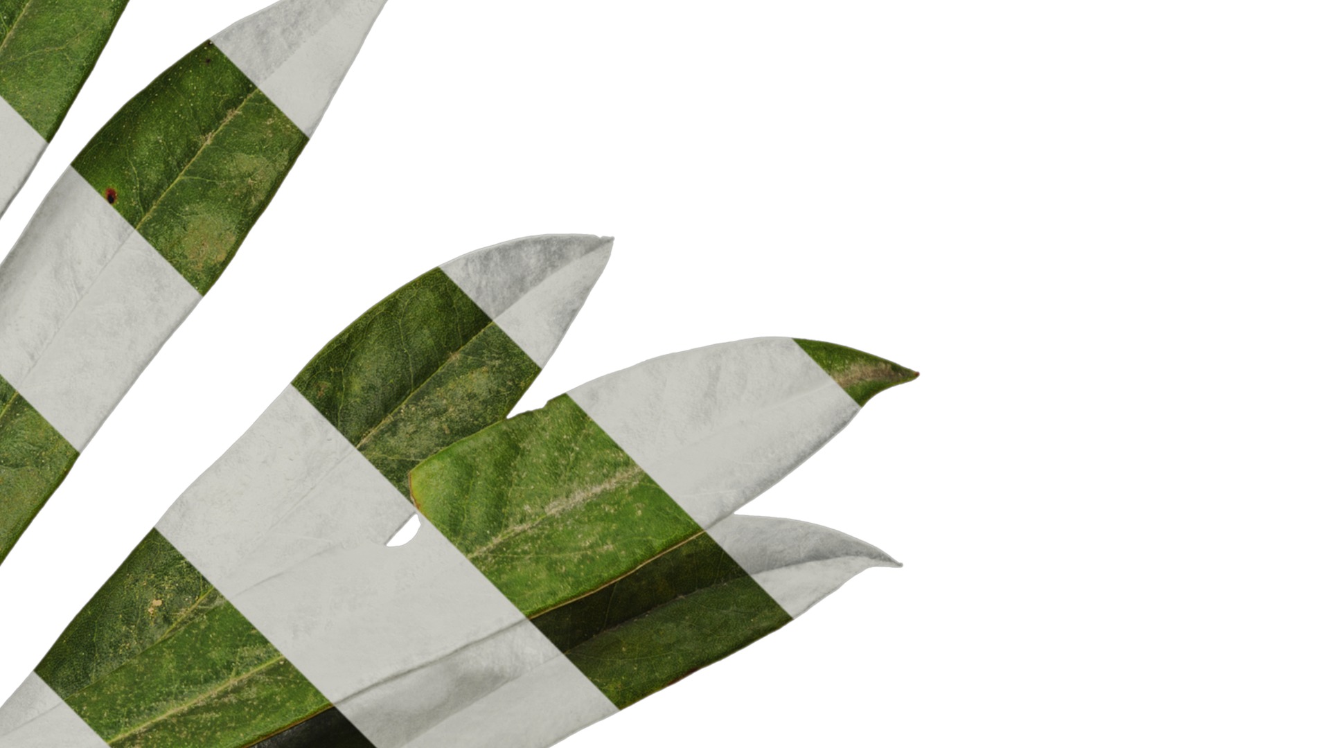 Rhododendron lapponicum Low-poly 3D model_100