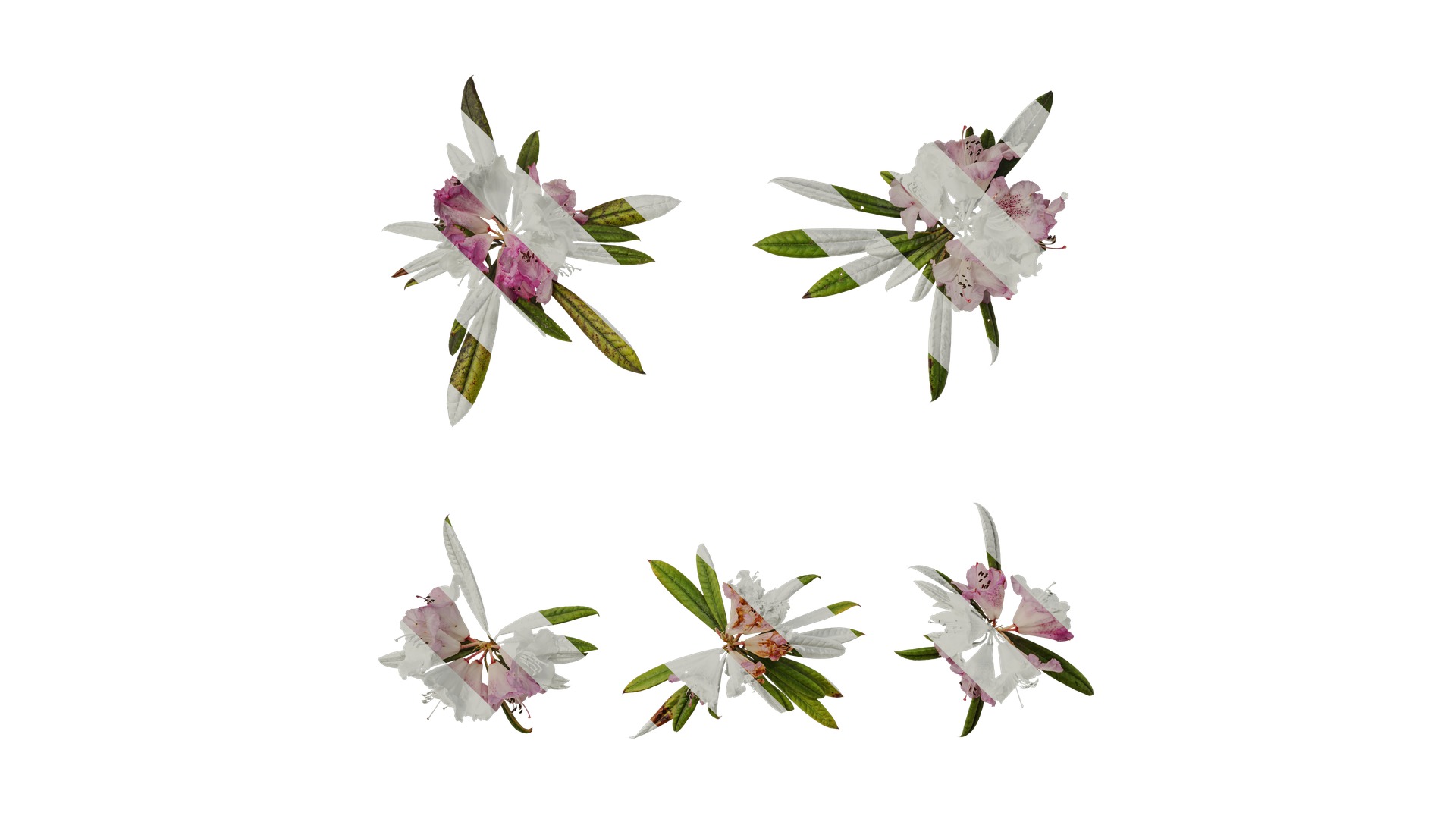 Rhododendron lapponicum Low-poly 3D model_79