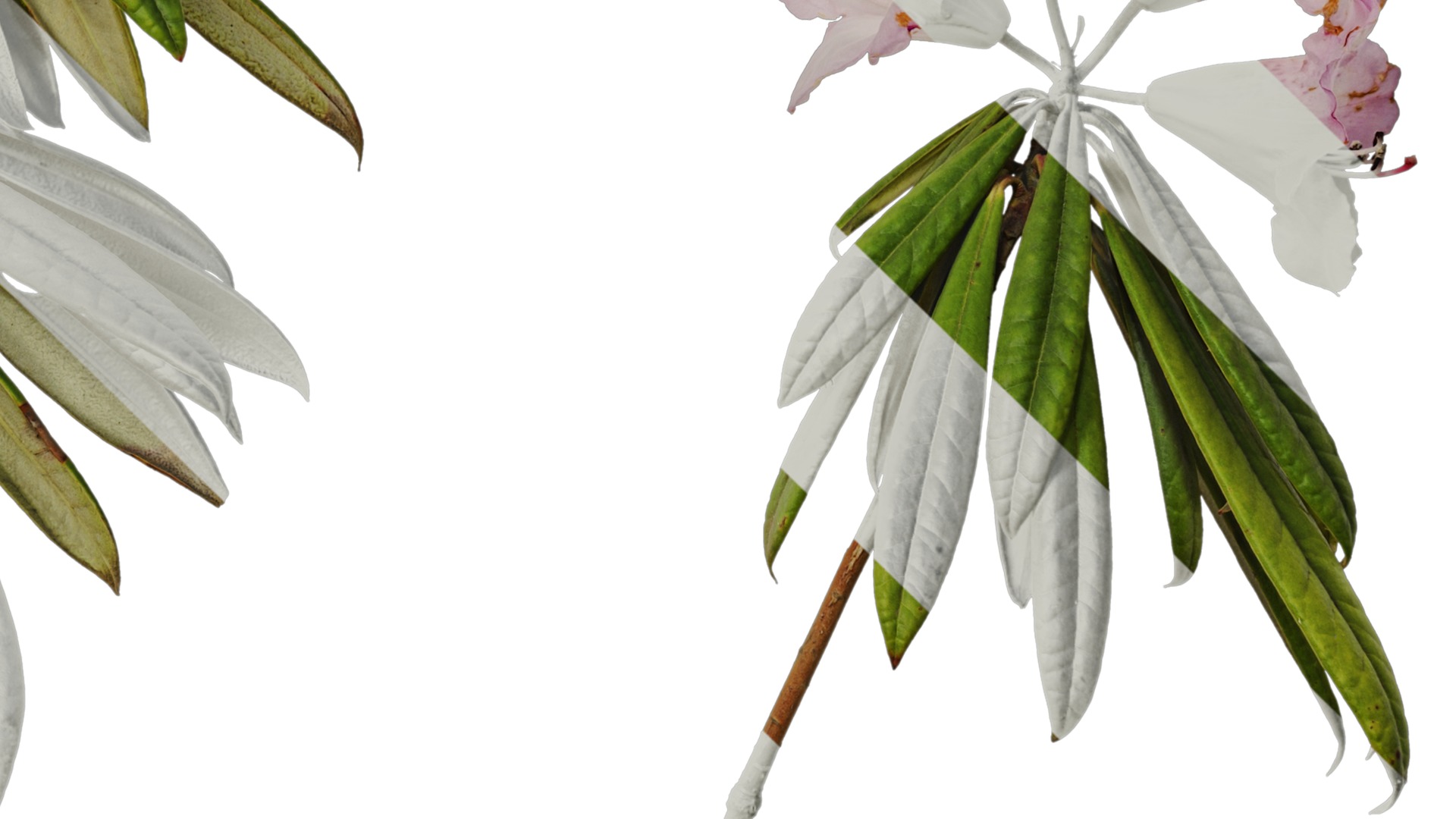 Rhododendron lapponicum Low-poly 3D model_71