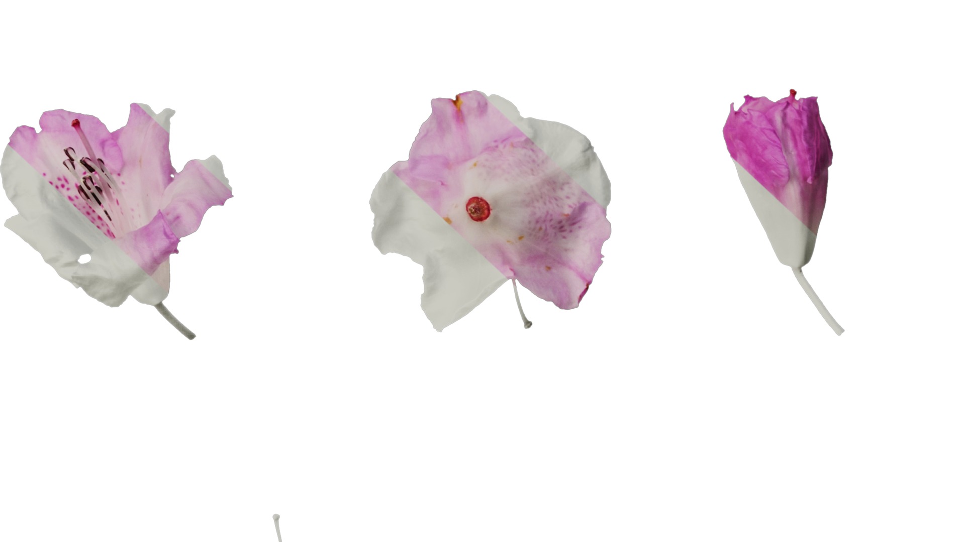 Rhododendron lapponicum Low-poly 3D model_118