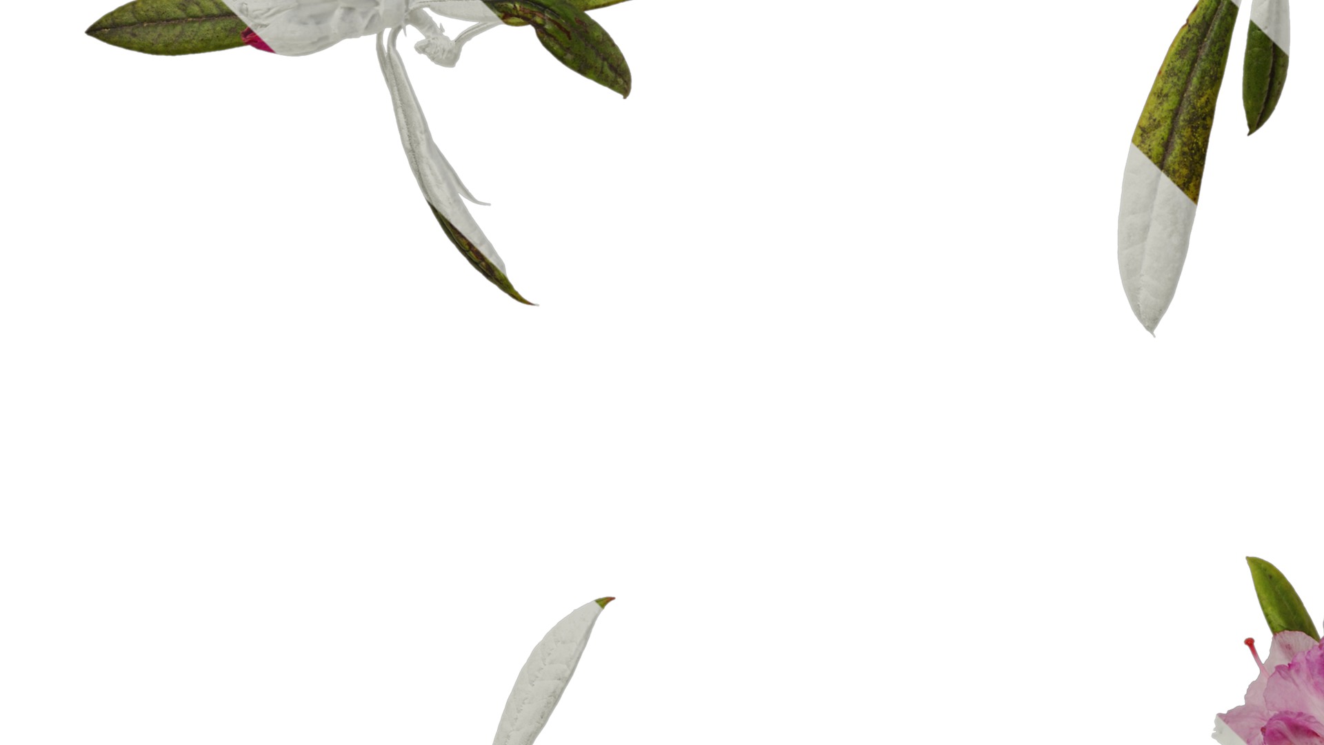 Rhododendron lapponicum Low-poly 3D model_87