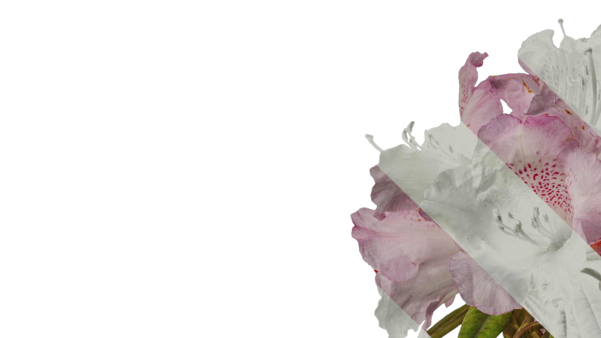 Rhododendron lapponicum Low-poly 3D model_48