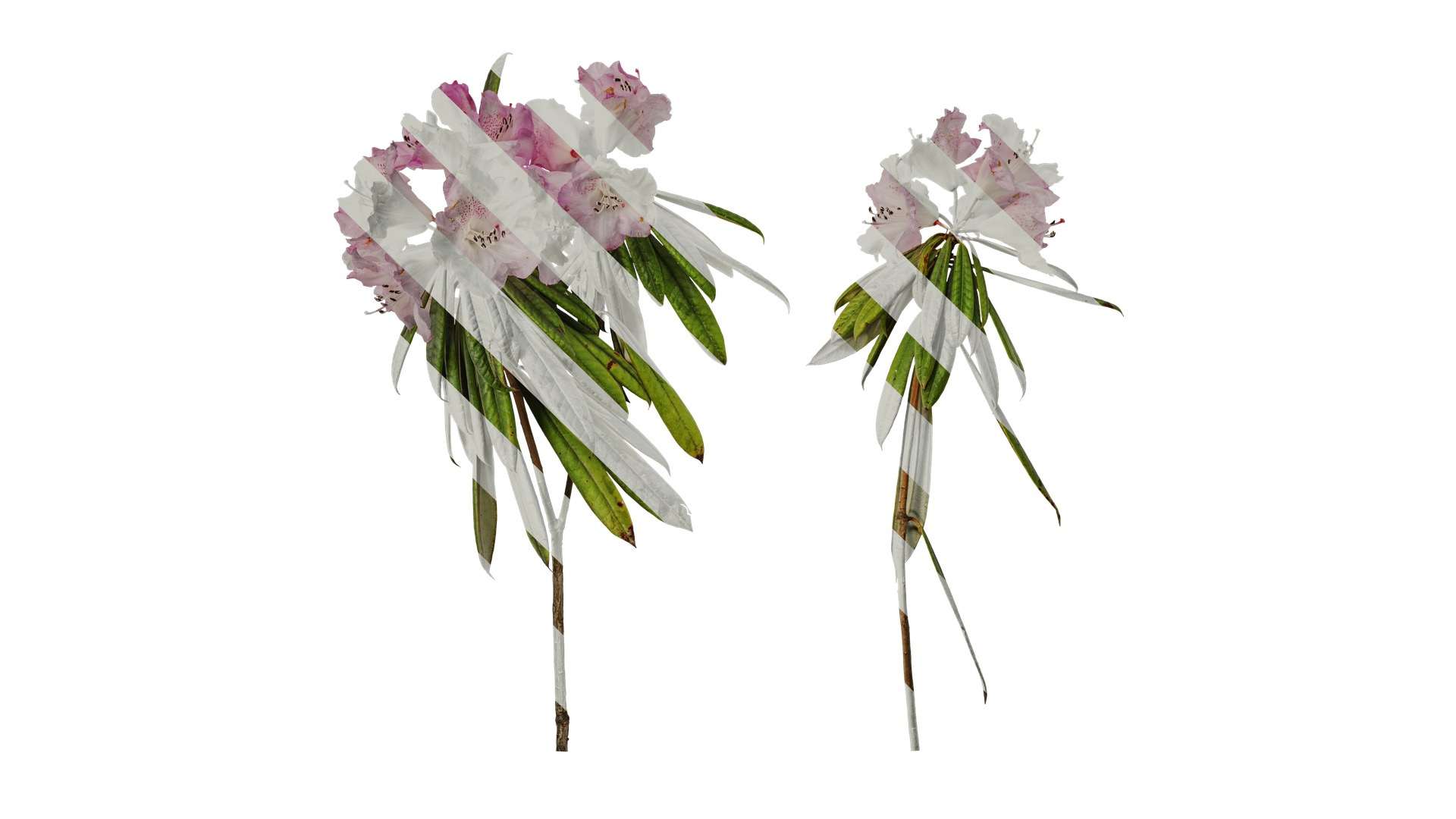 Rhododendron lapponicum Low-poly 3D model_40