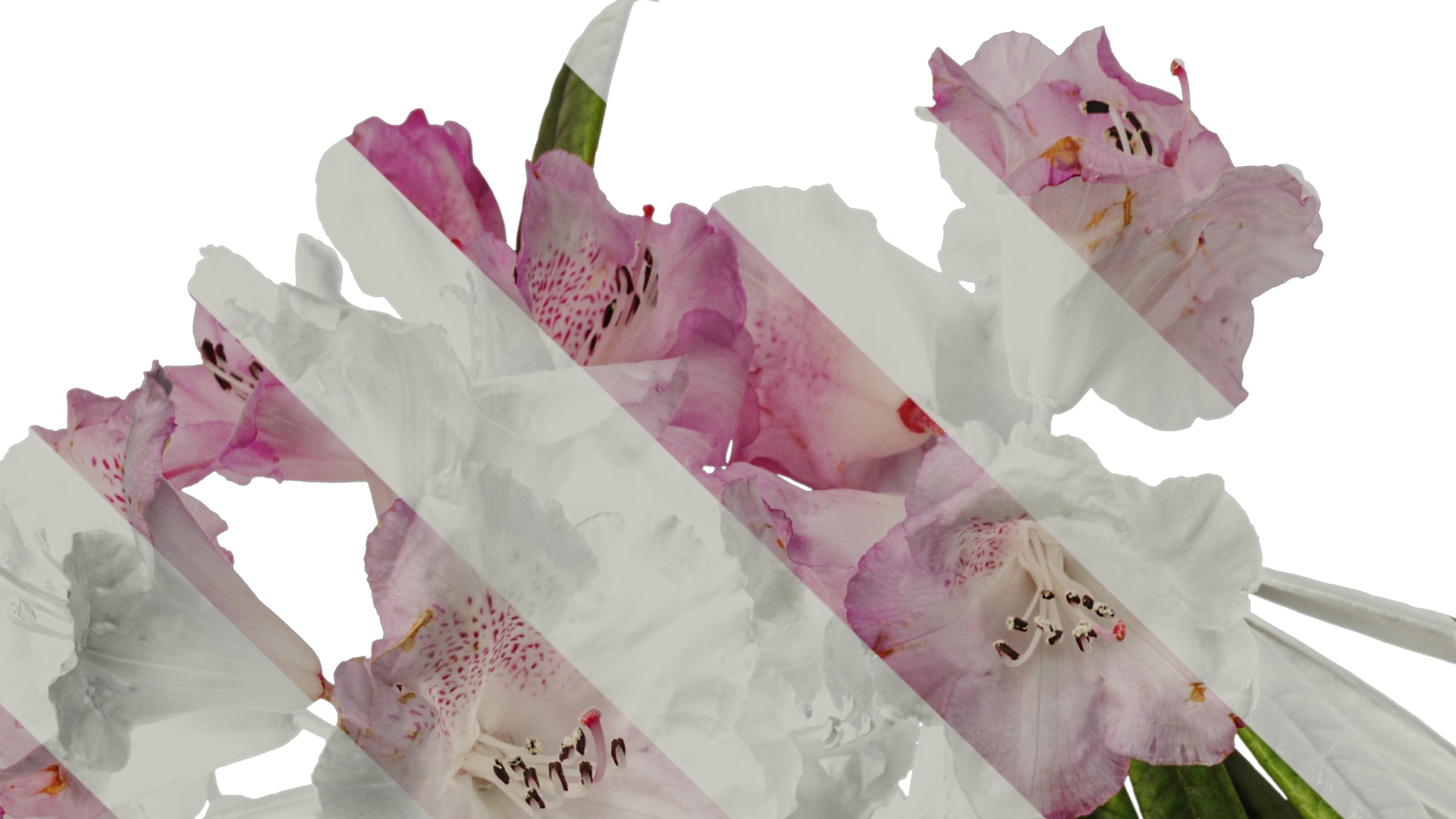 Rhododendron lapponicum Low-poly 3D model_41