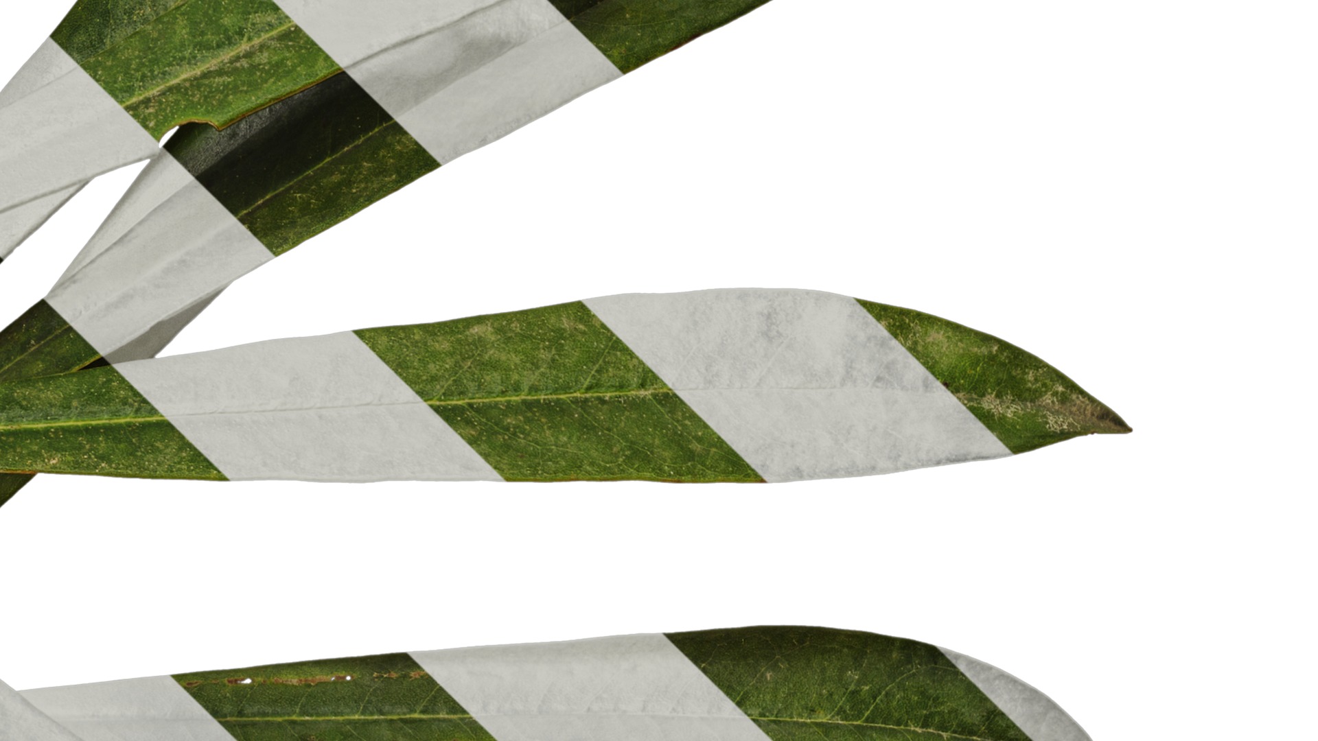 Rhododendron lapponicum Low-poly 3D model_102