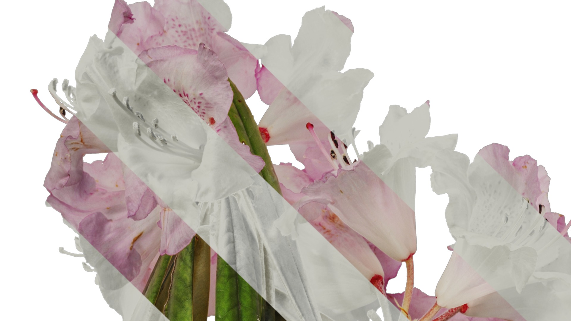 Rhododendron lapponicum Low-poly 3D model_55