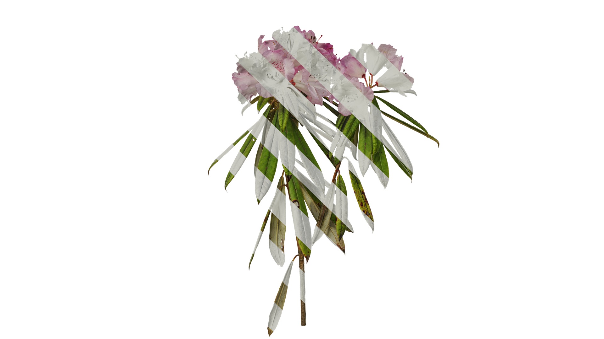 Rhododendron lapponicum Low-poly 3D model_47