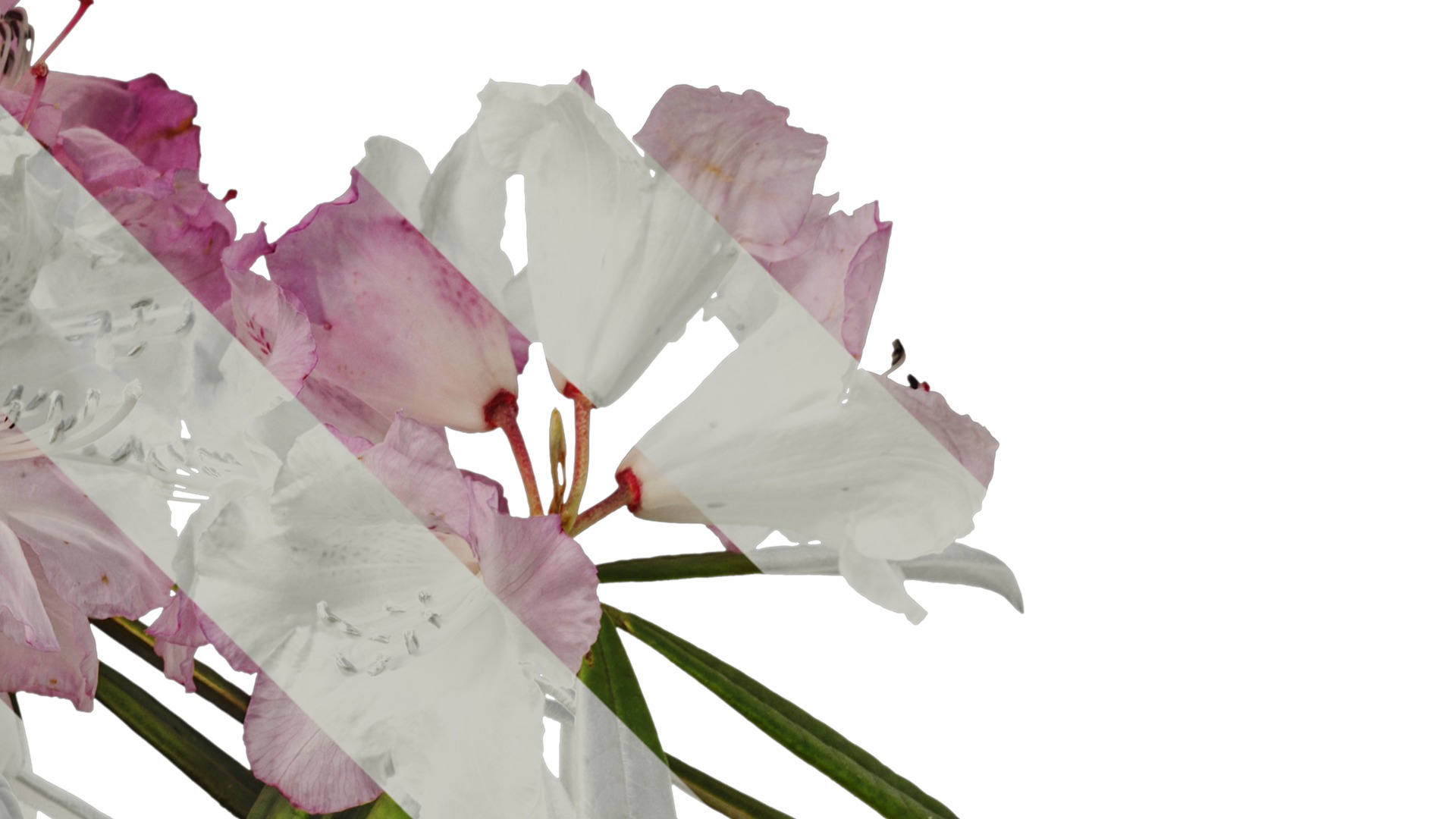 Rhododendron lapponicum Low-poly 3D model_49