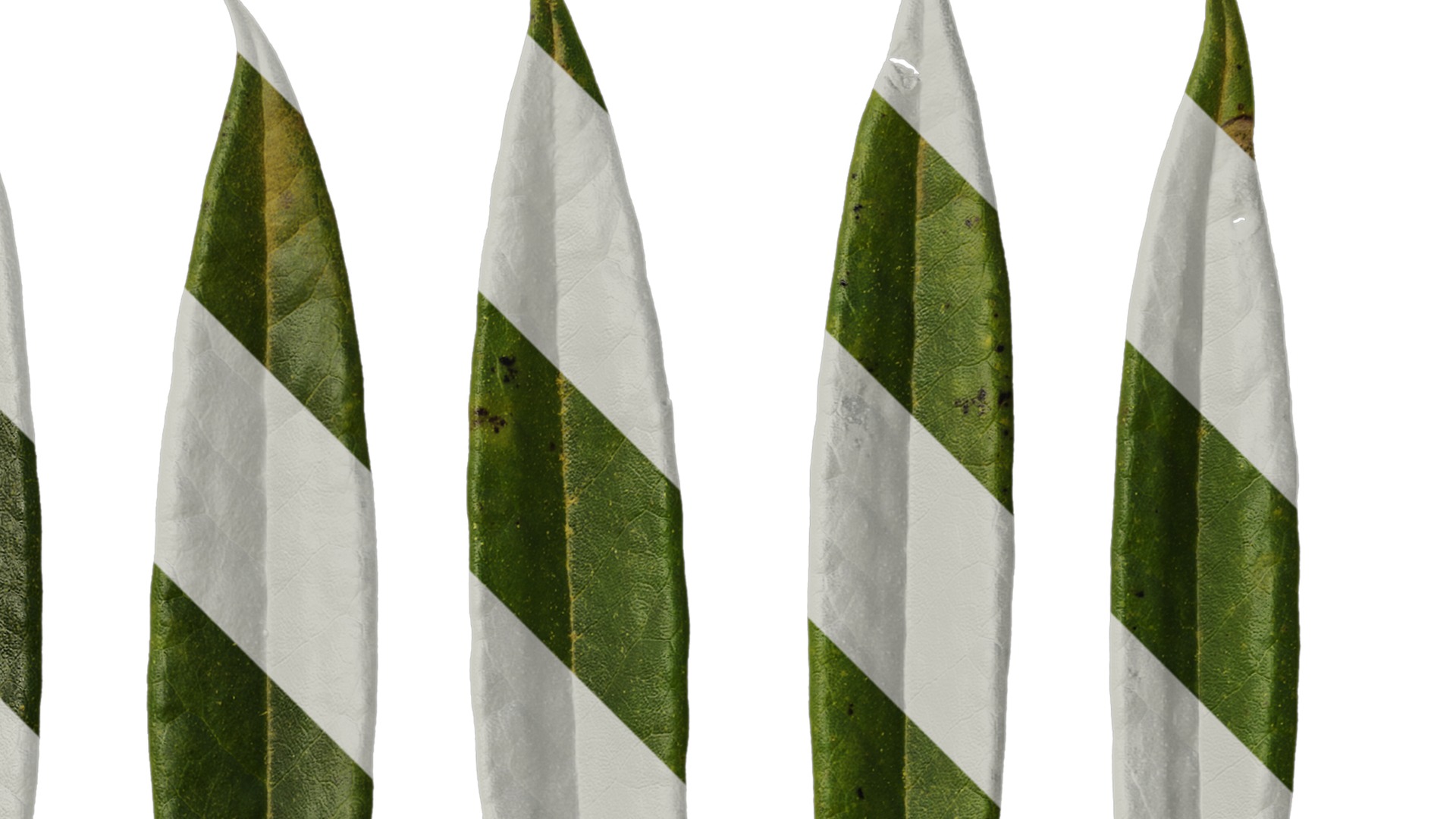 Rhododendron lapponicum Low-poly 3D model_133