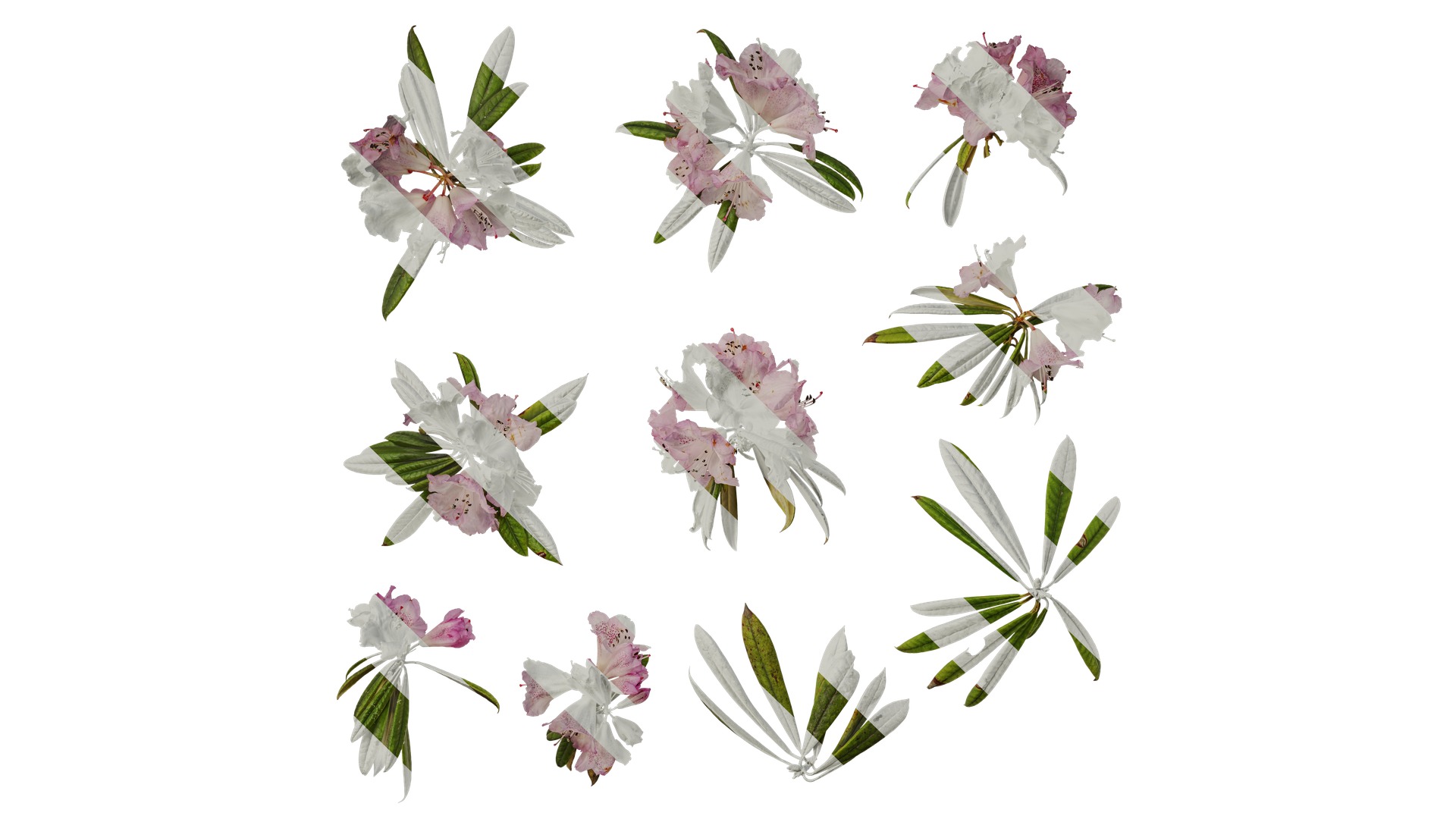 Rhododendron lapponicum Low-poly 3D model_90