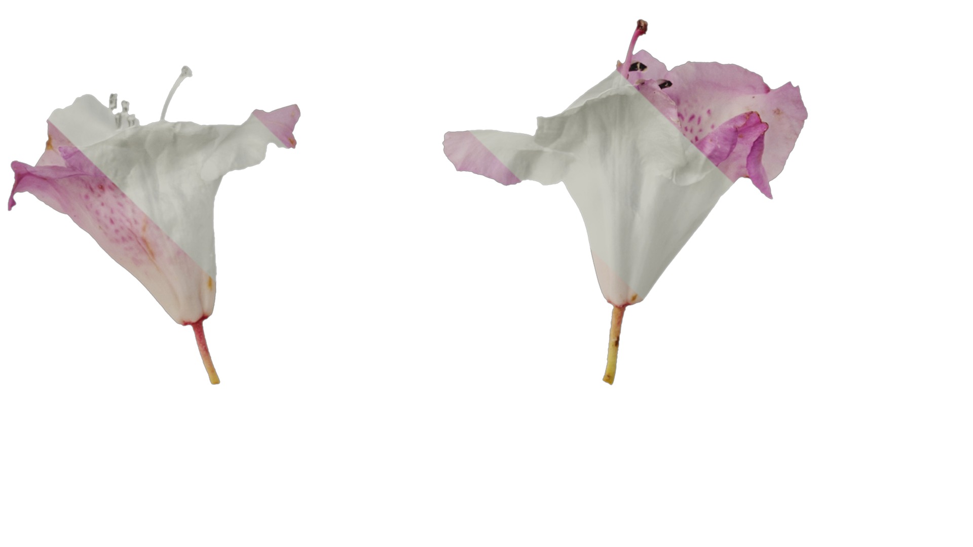 Rhododendron lapponicum Low-poly 3D model_114