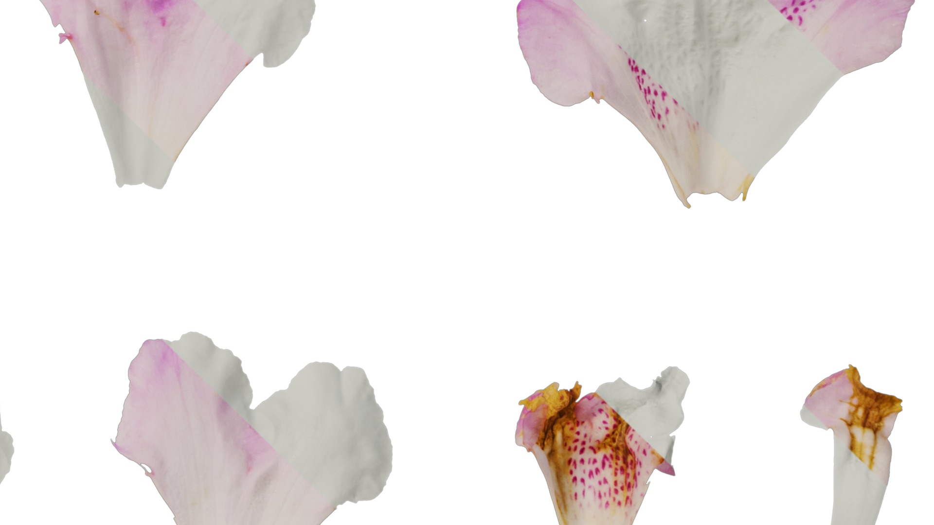 Rhododendron lapponicum Low-poly 3D model_109