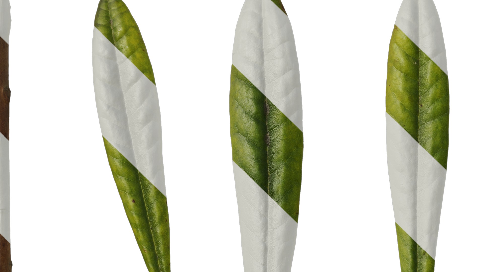 Rhododendron lapponicum Low-poly 3D model_126