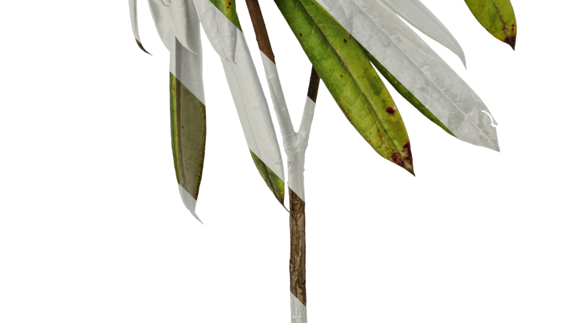 Rhododendron lapponicum Low-poly 3D model_45