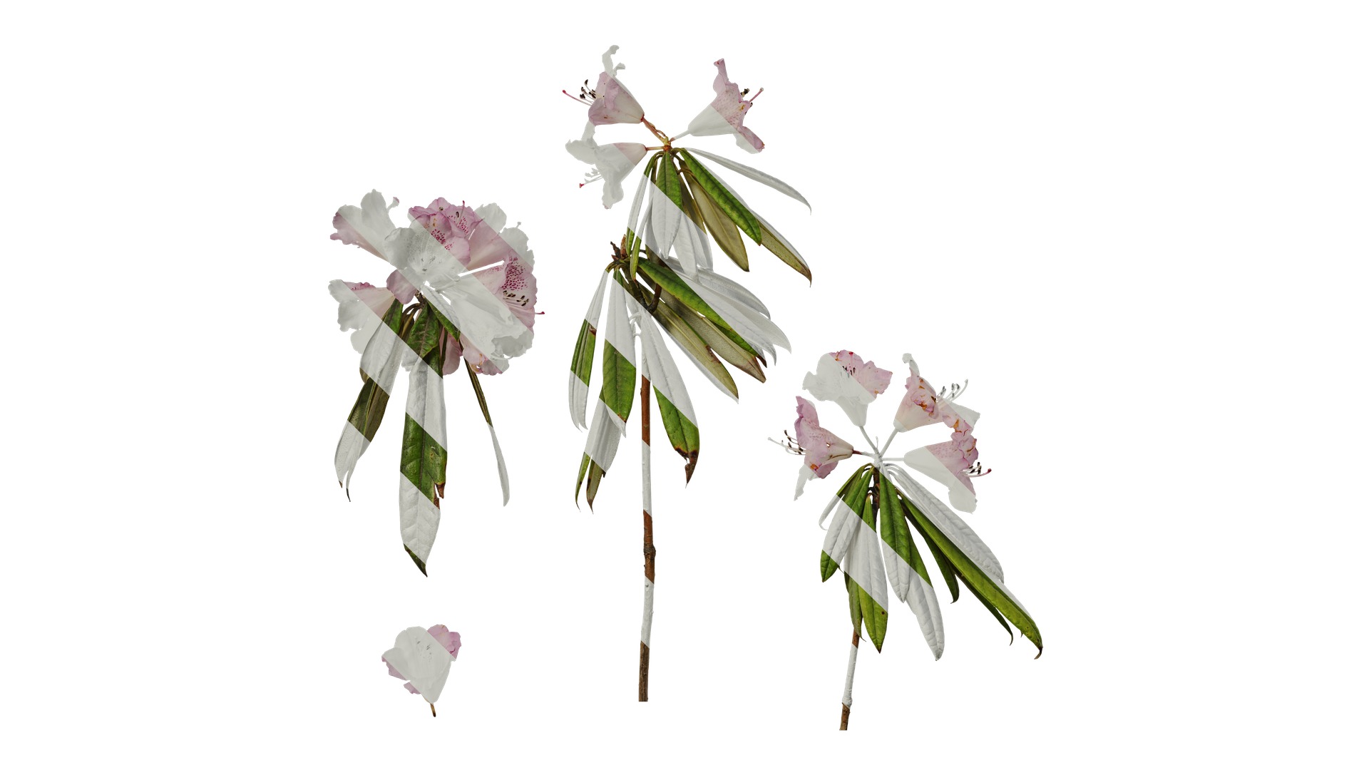 Rhododendron lapponicum Low-poly 3D model_61