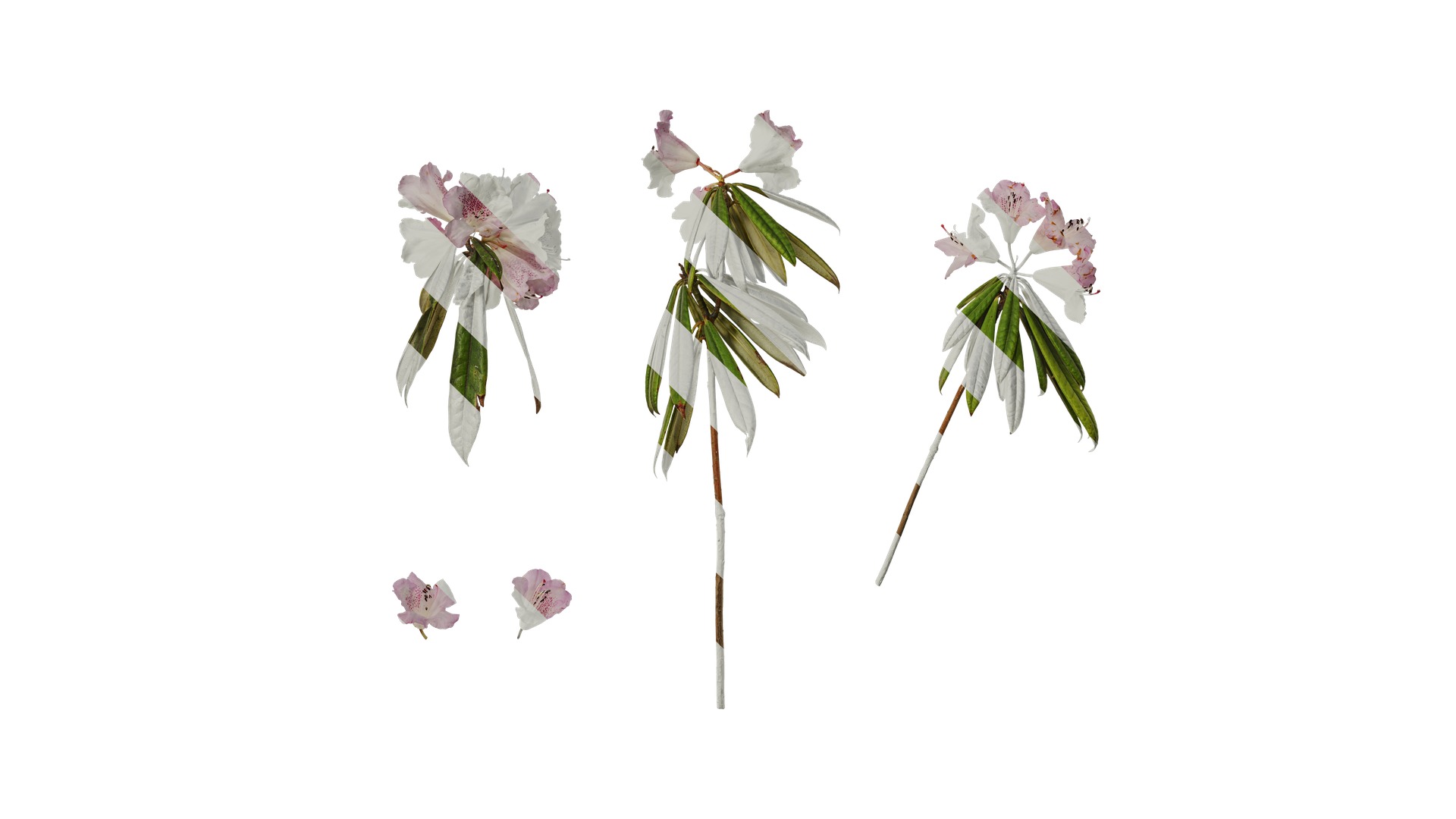 Rhododendron lapponicum Low-poly 3D model_67