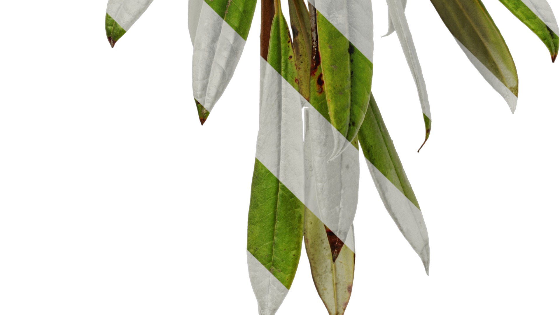 Rhododendron lapponicum Low-poly 3D model_59