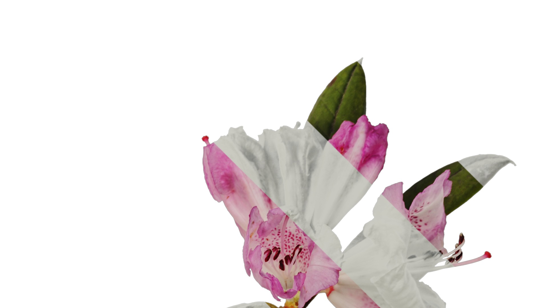 Rhododendron lapponicum Low-poly 3D model_56