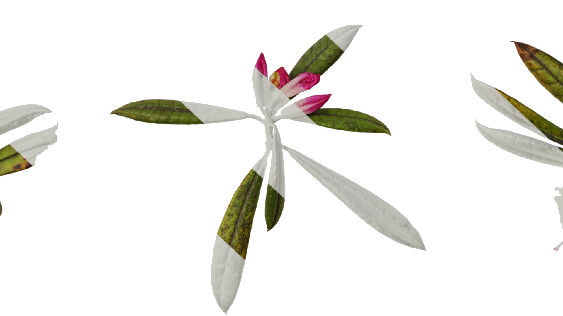Rhododendron lapponicum Low-poly 3D model_89
