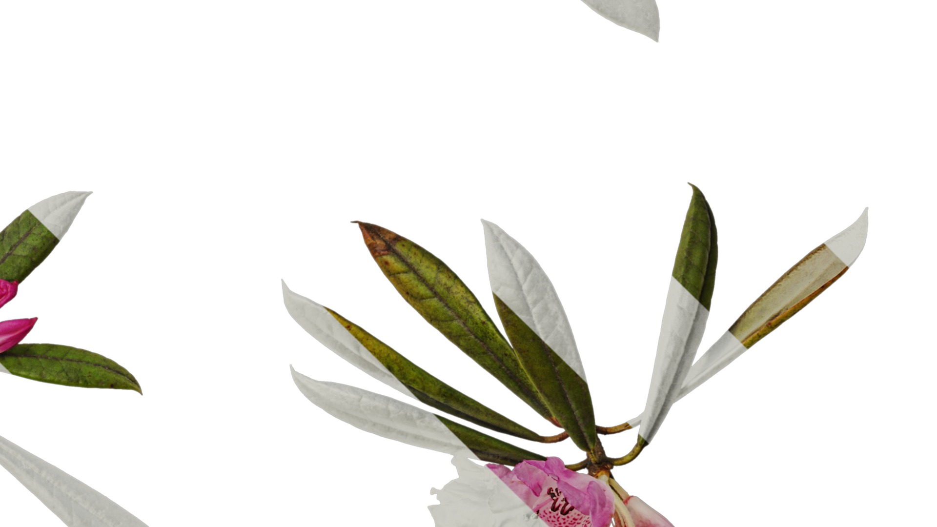 Rhododendron lapponicum Low-poly 3D model_86