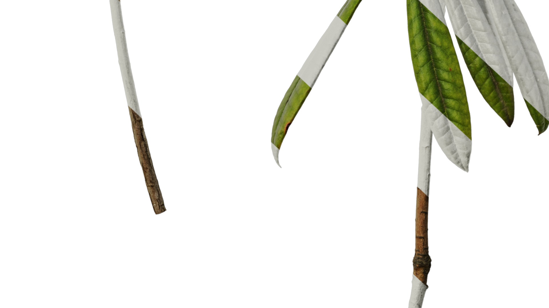 Rhododendron lapponicum Low-poly 3D model_78