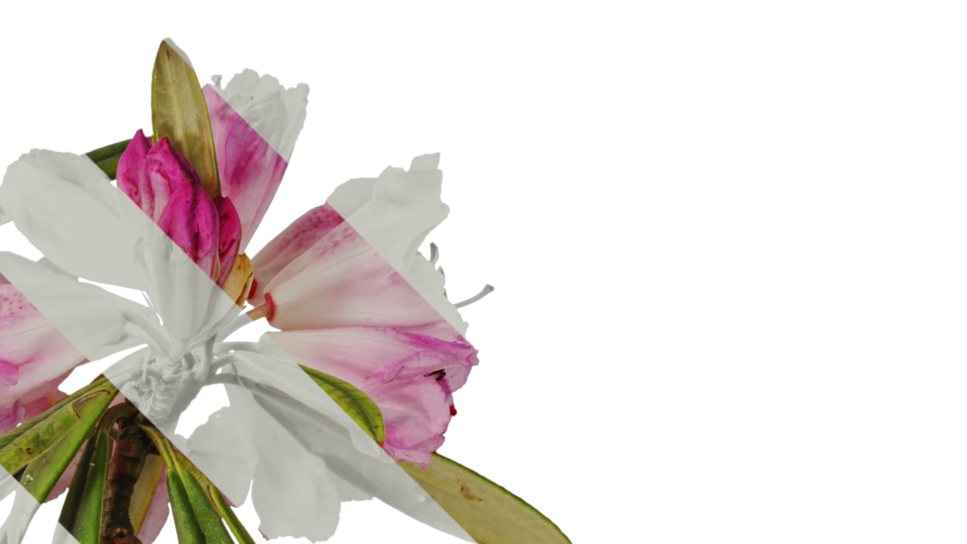 Rhododendron lapponicum Low-poly 3D model_17