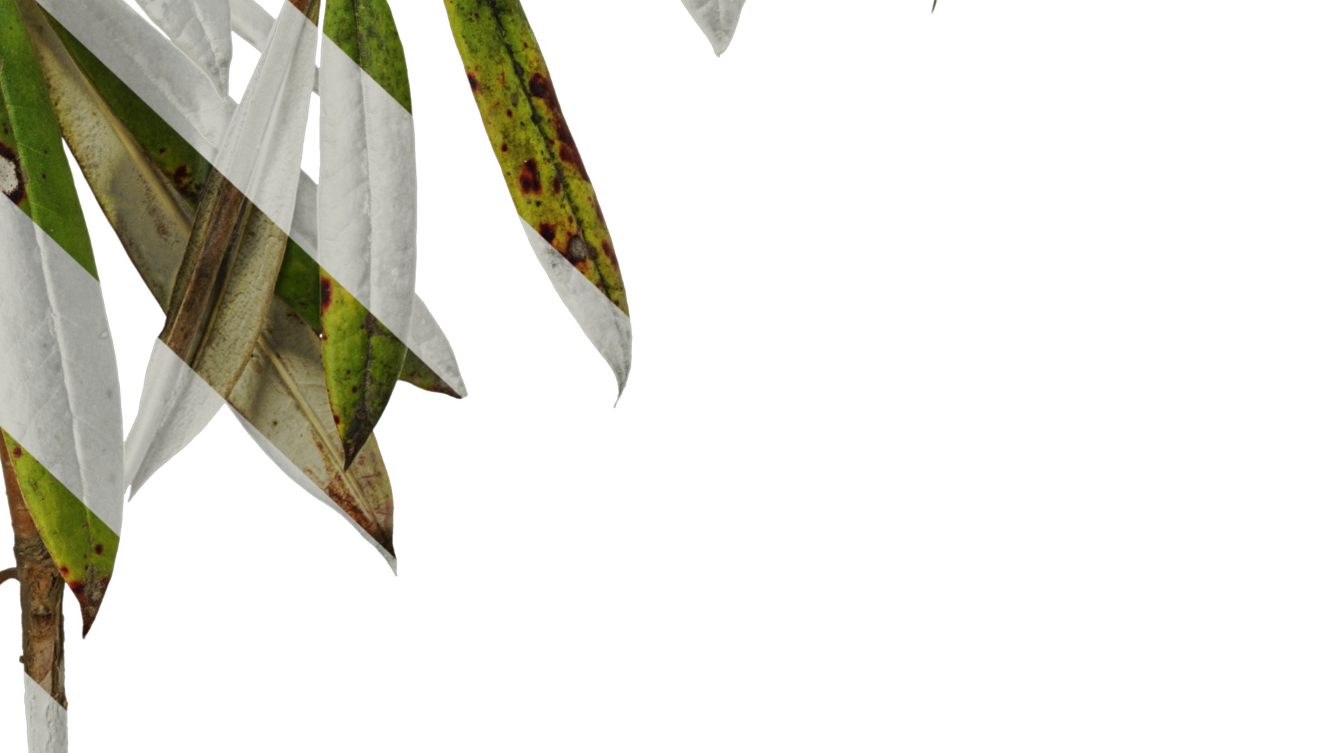 Rhododendron lapponicum Low-poly 3D model_52