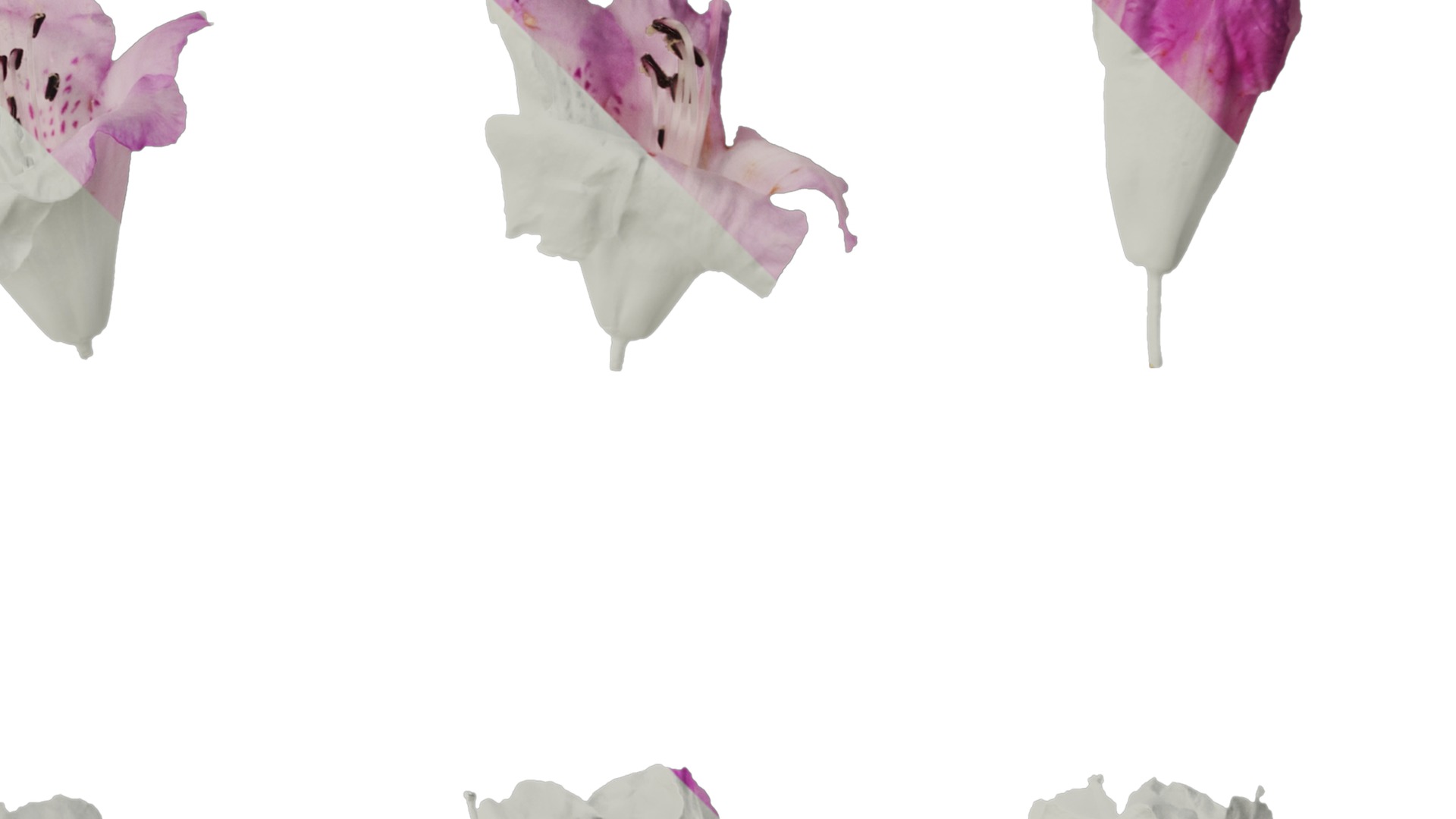 Rhododendron lapponicum Low-poly 3D model_115